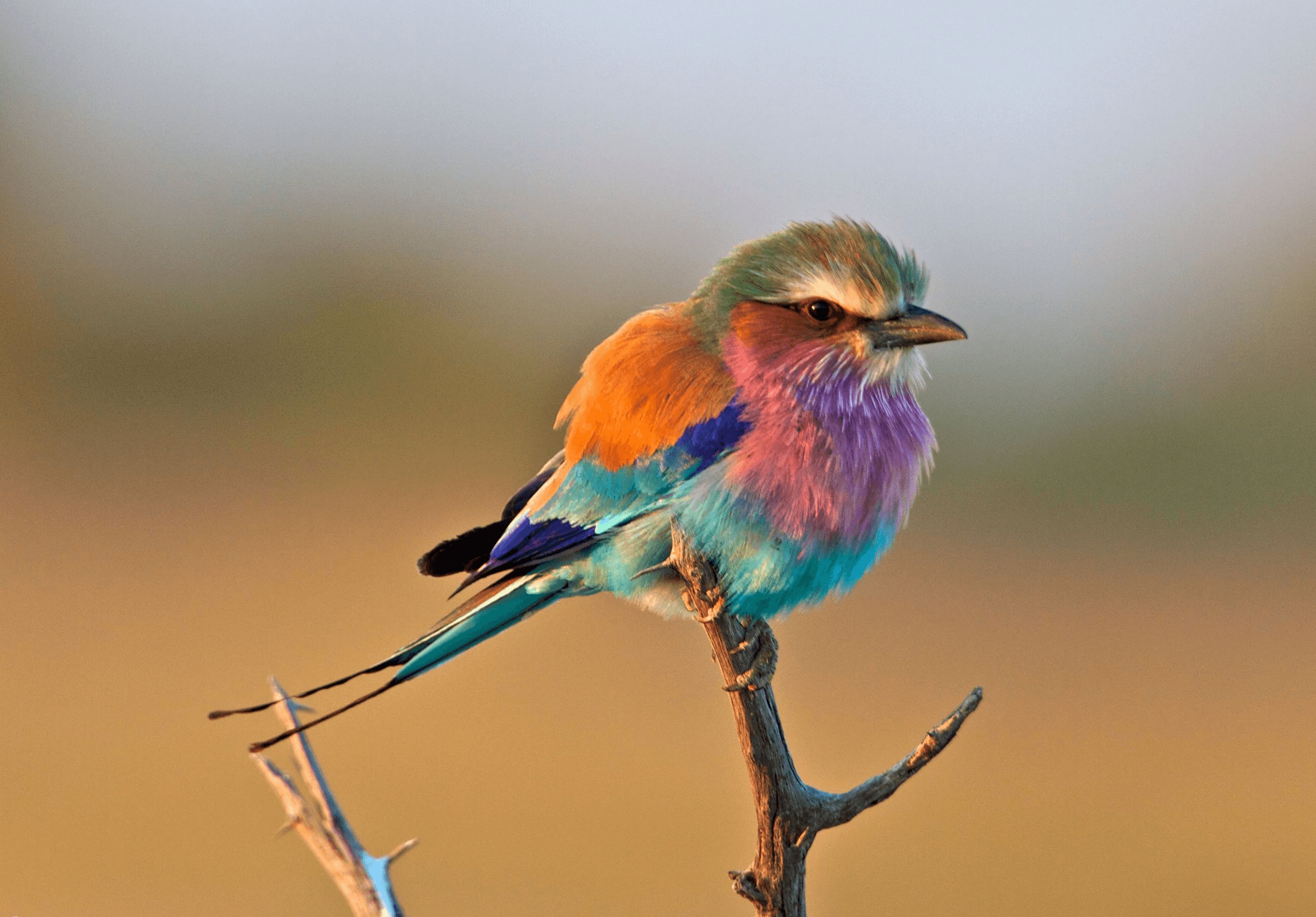 Яркие птицы россии фото
