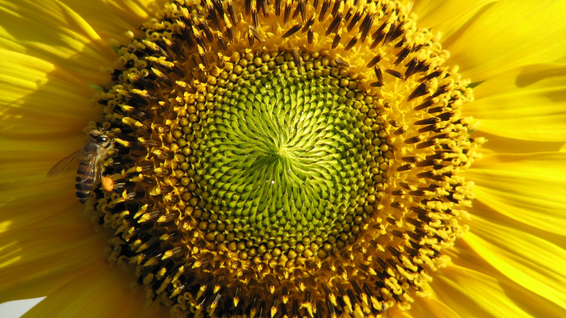 sunflower wallpapers 4k for your phone and desktop screen