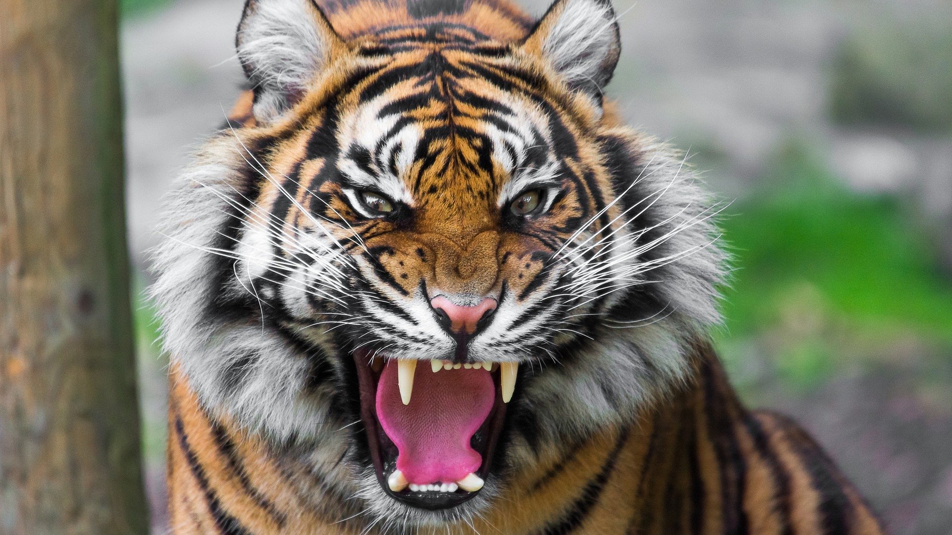 Tiger 16132 HD wallpaper