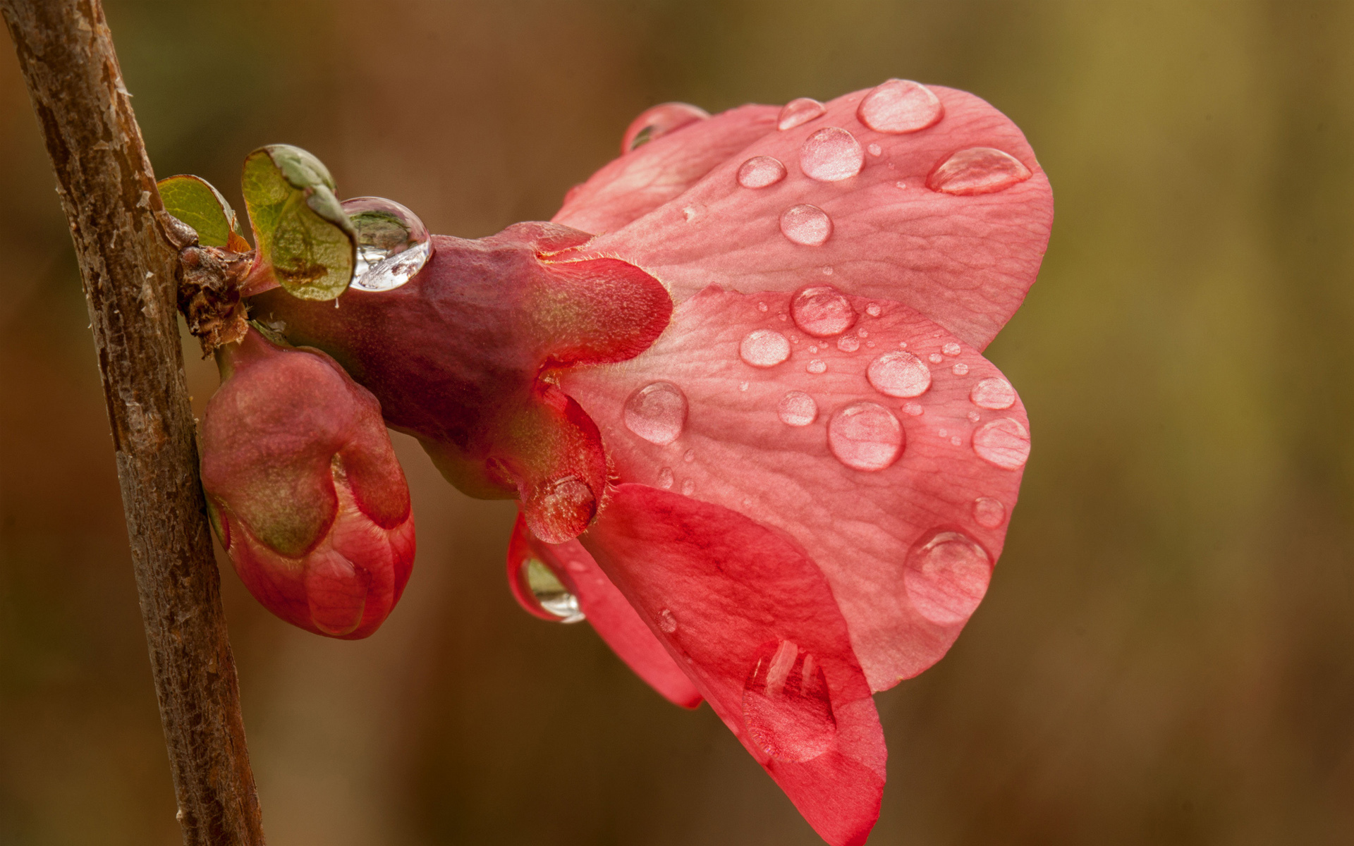 Flower Rain Images  Browse 326582 Stock Photos Vectors and Video   Adobe Stock