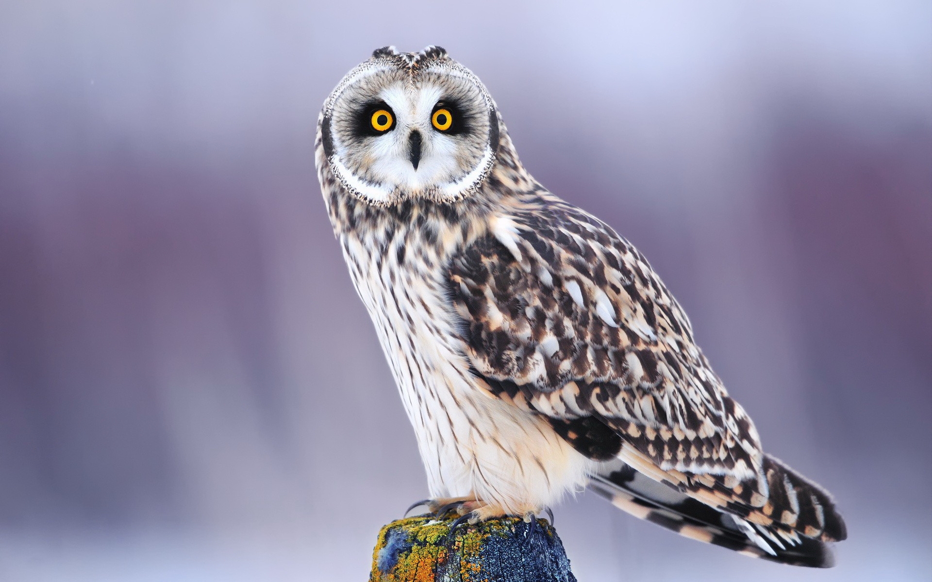 Funny Looking Owl HD wallpaper