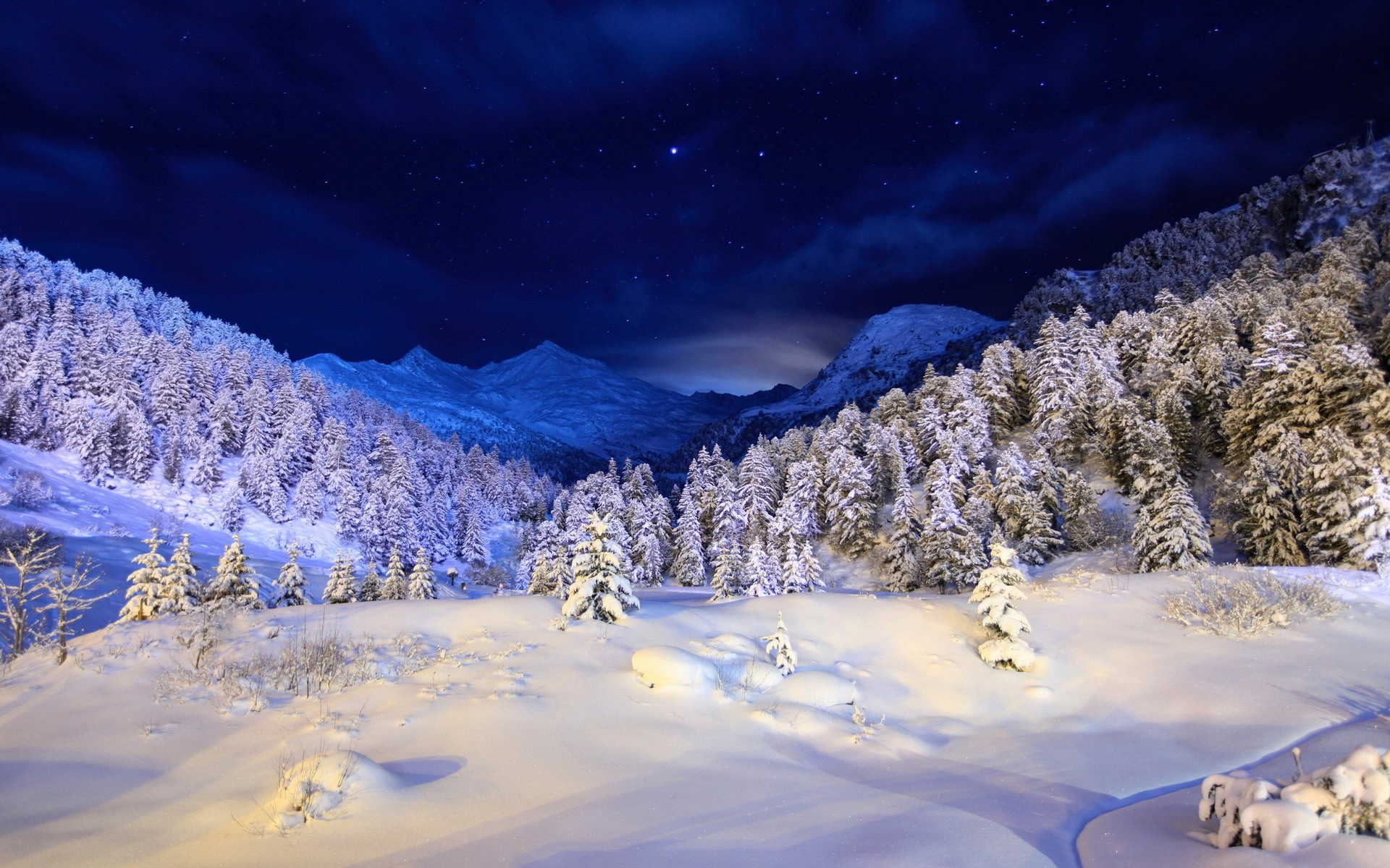 Winter Forest Night Sky HD wallpaper