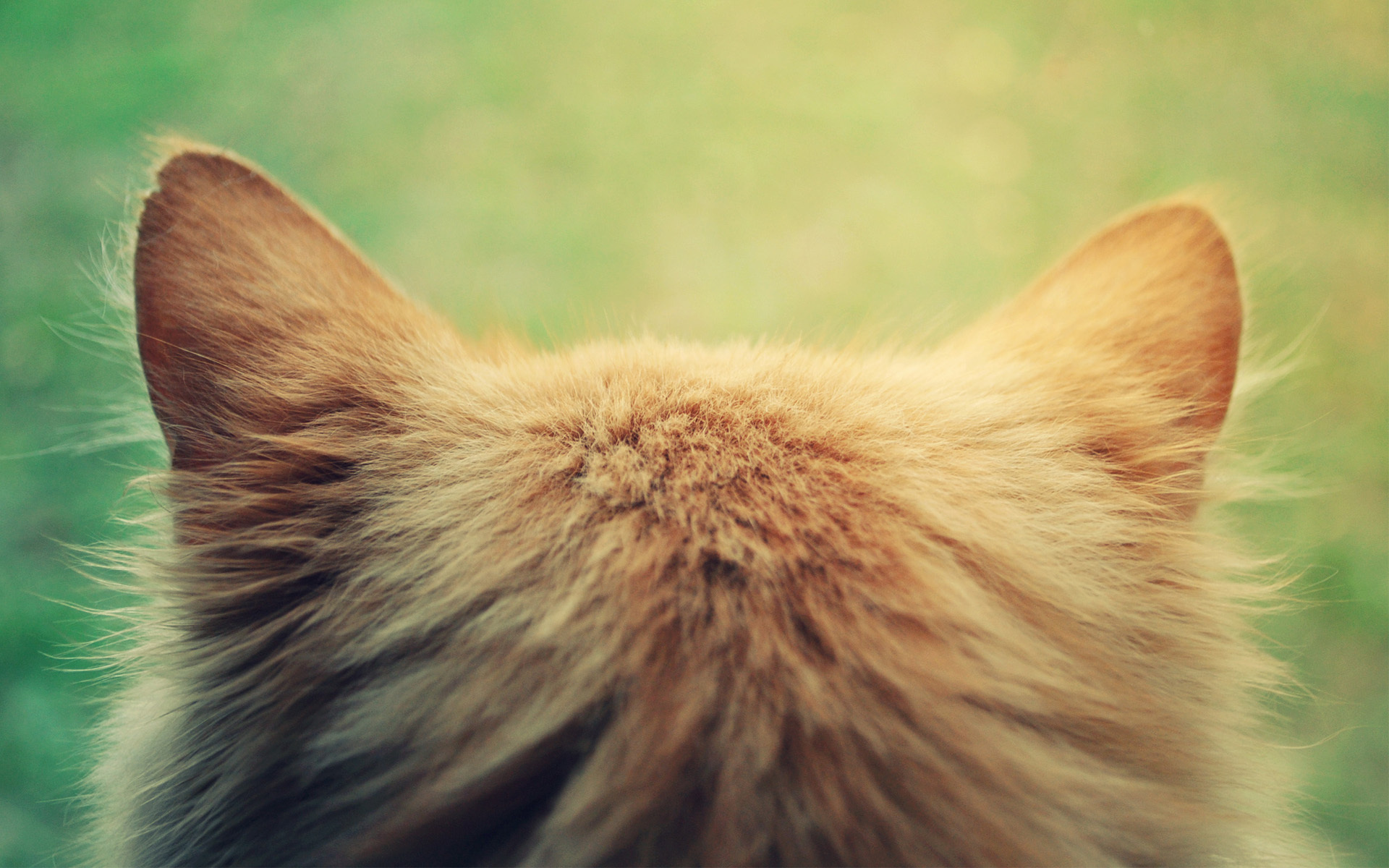折耳立耳猫|摄影|动物|AMYWORKS赛猫摄影 - 原创作品 - 站酷 (ZCOOL)