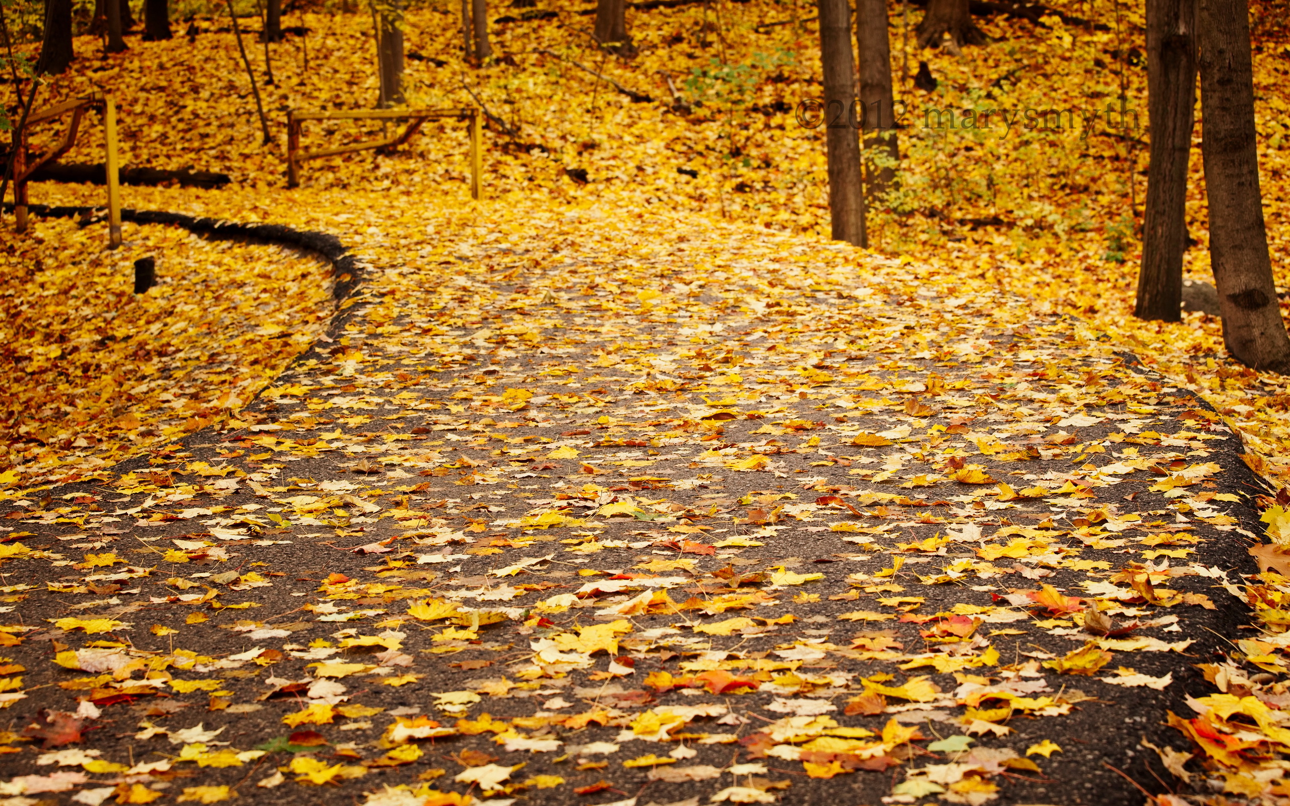 Autumn Leaves Road In Park Hd Wallpaper