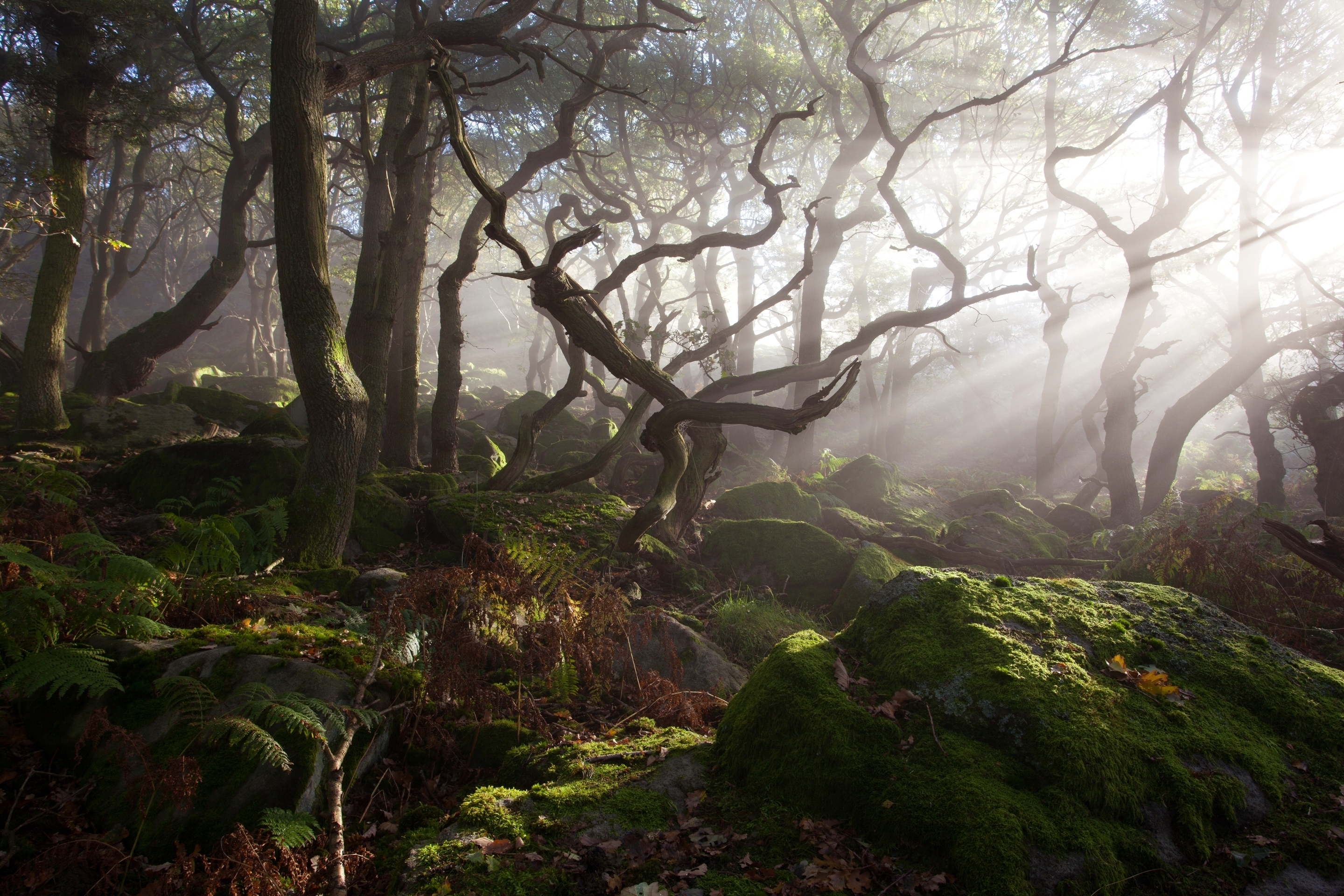 Новый свет лесной. Пик Дистрикт Англия лес. Арденский лес Англия. Кэрсивин Ирландия лес.