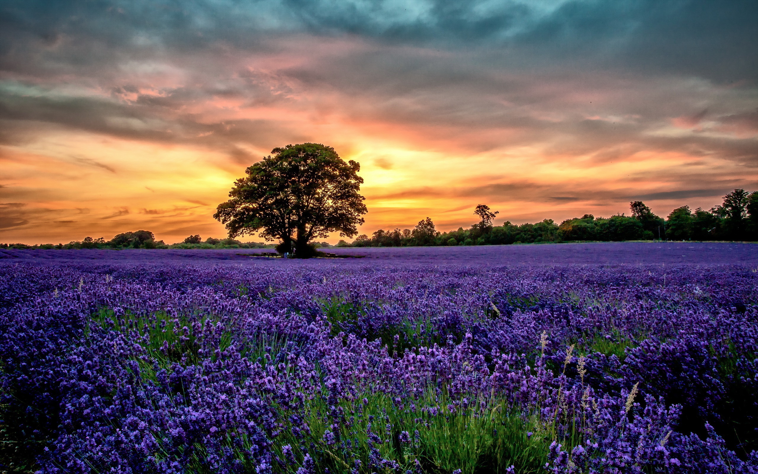 61064 Lavender HD Field Sunset Purple Flower  Rare Gallery HD Wallpapers