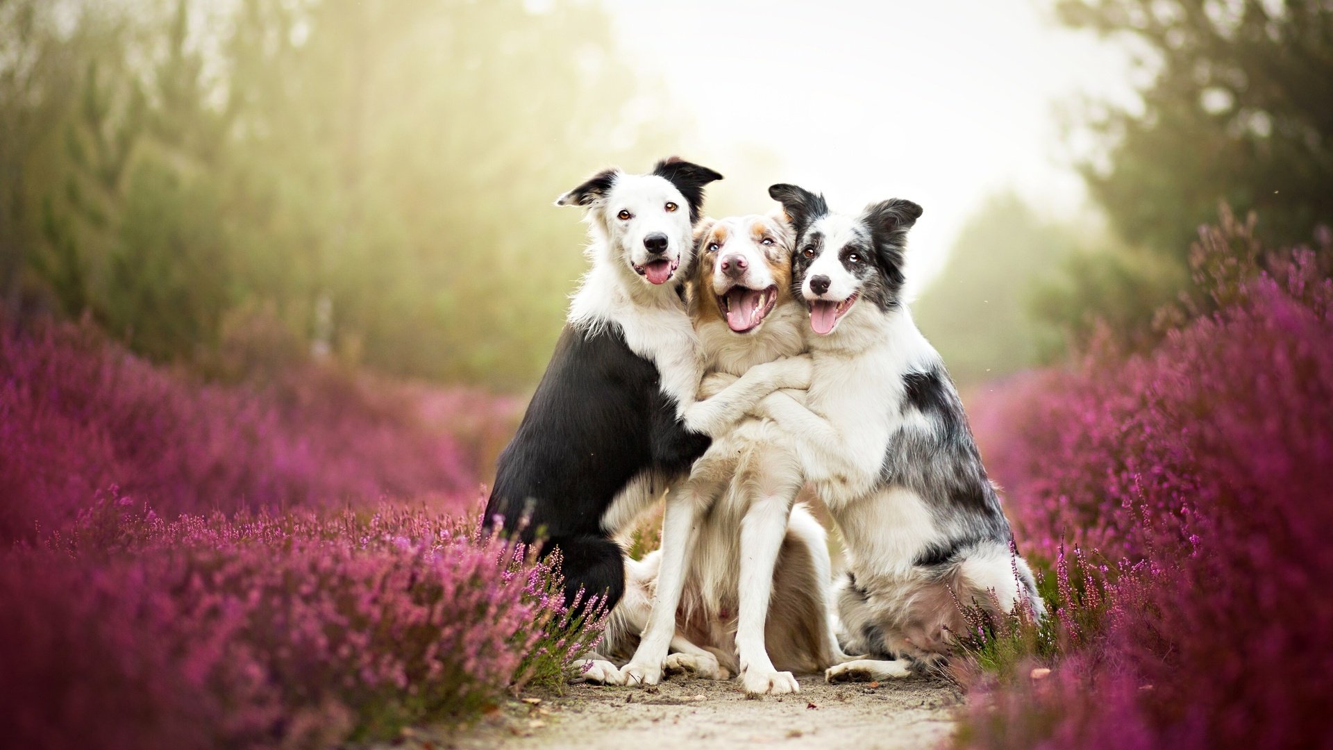 3 Cute Dogs HD wallpaper