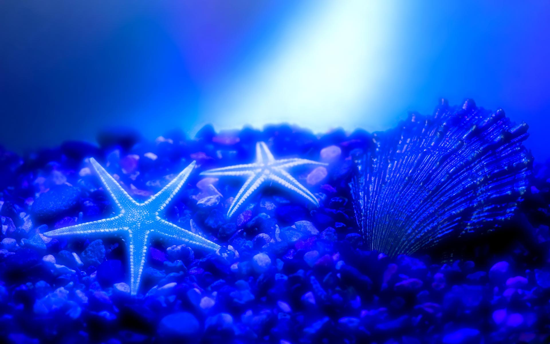 30 Starfish wallpapers HD  Download Free backgrounds