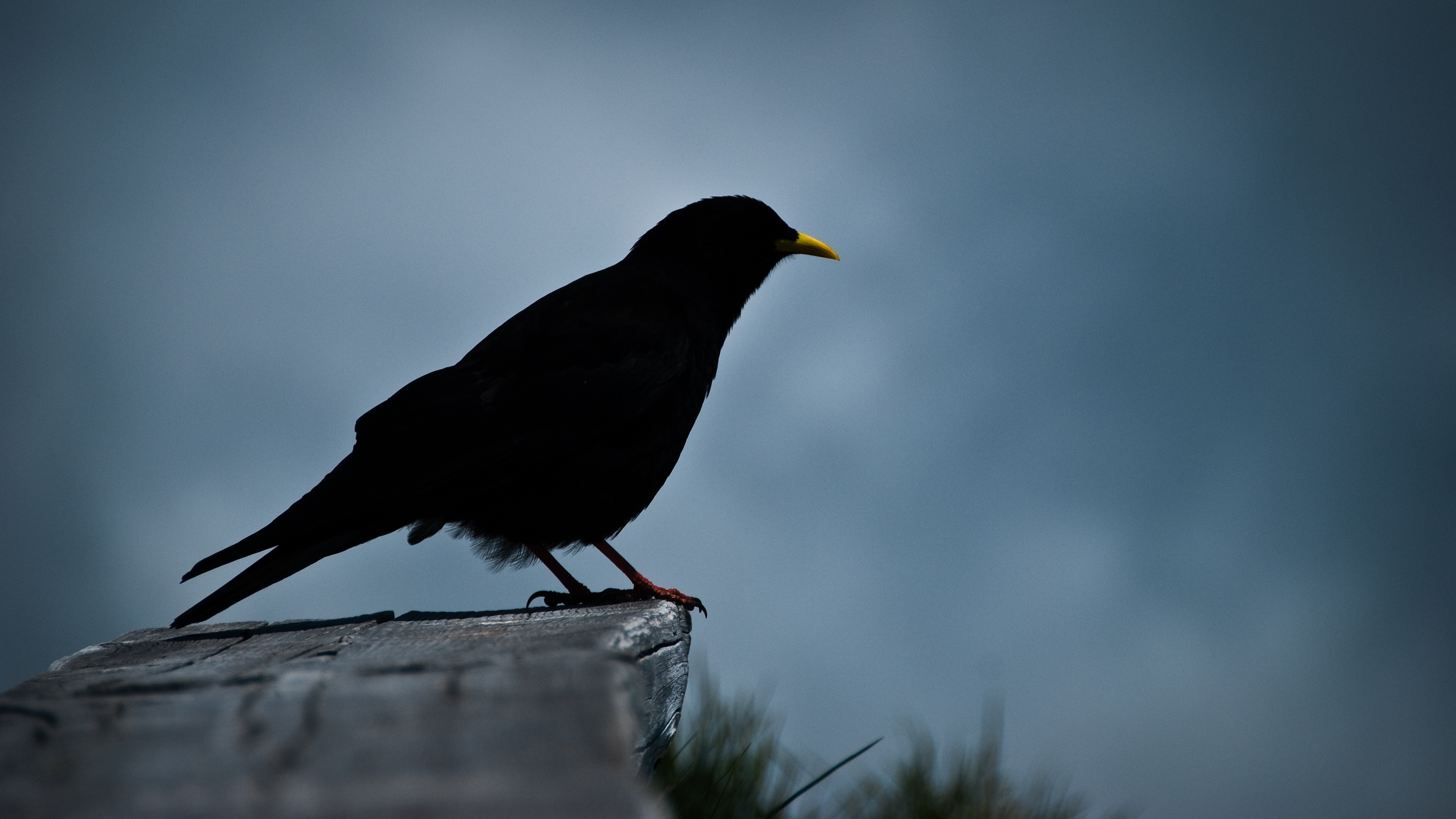 Blackbirds 4K wallpapers for your desktop or mobile screen free and easy to  download