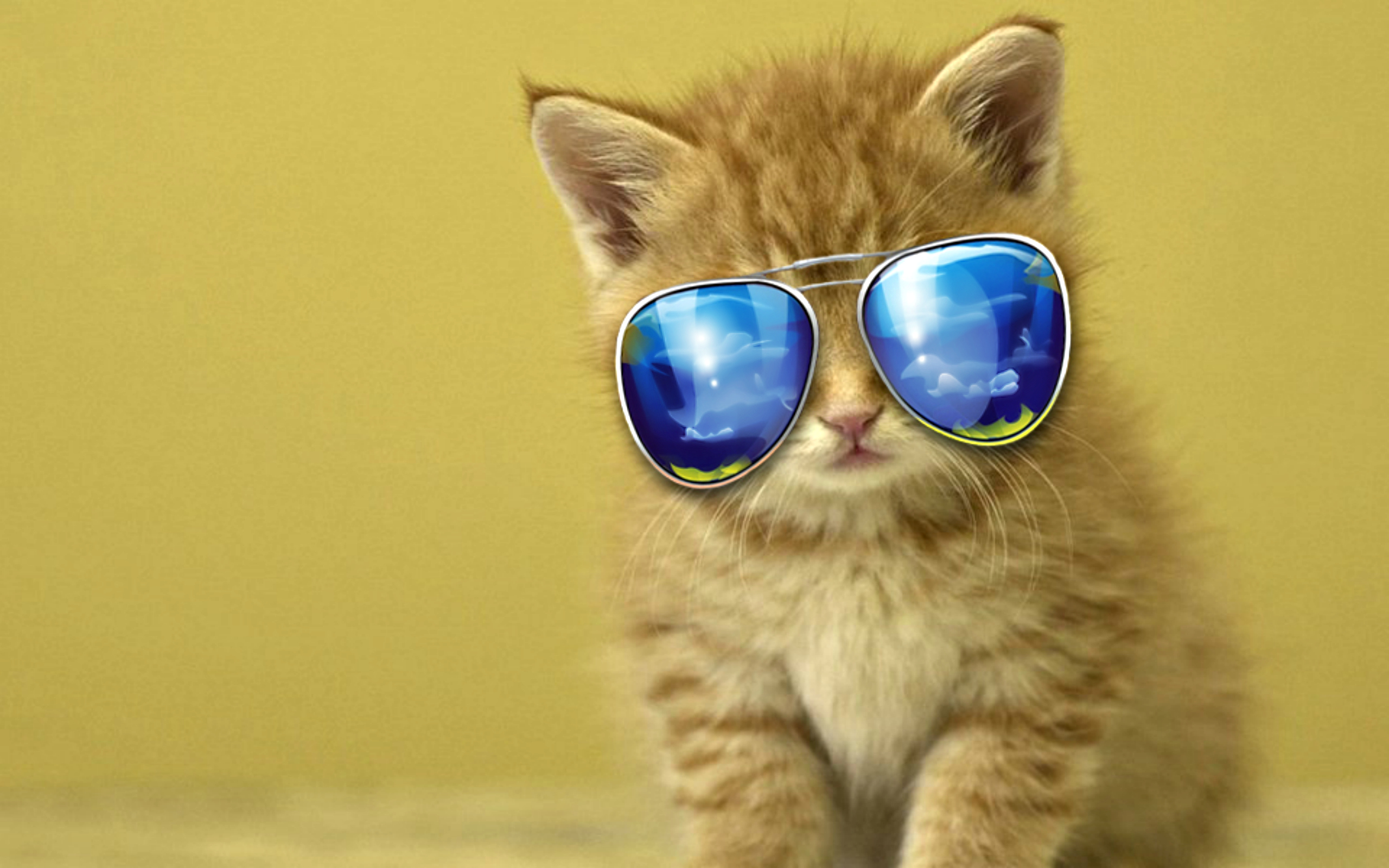 Cool Cat WallpaperAmazoninAppstore for Android