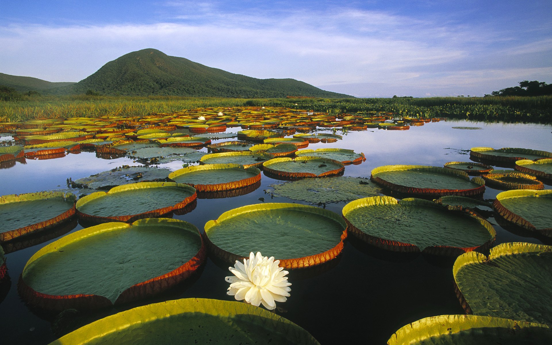 Victoria Regia Water Lily and Lily Pads HD wallpaper