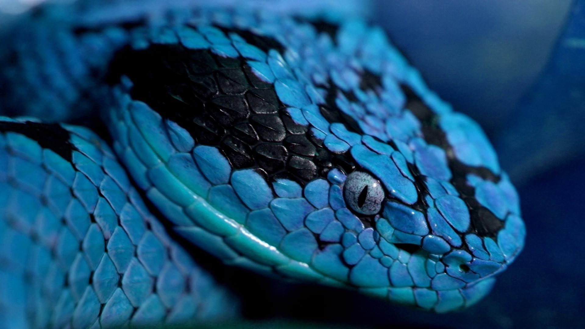 Blue Snake HD wallpaper