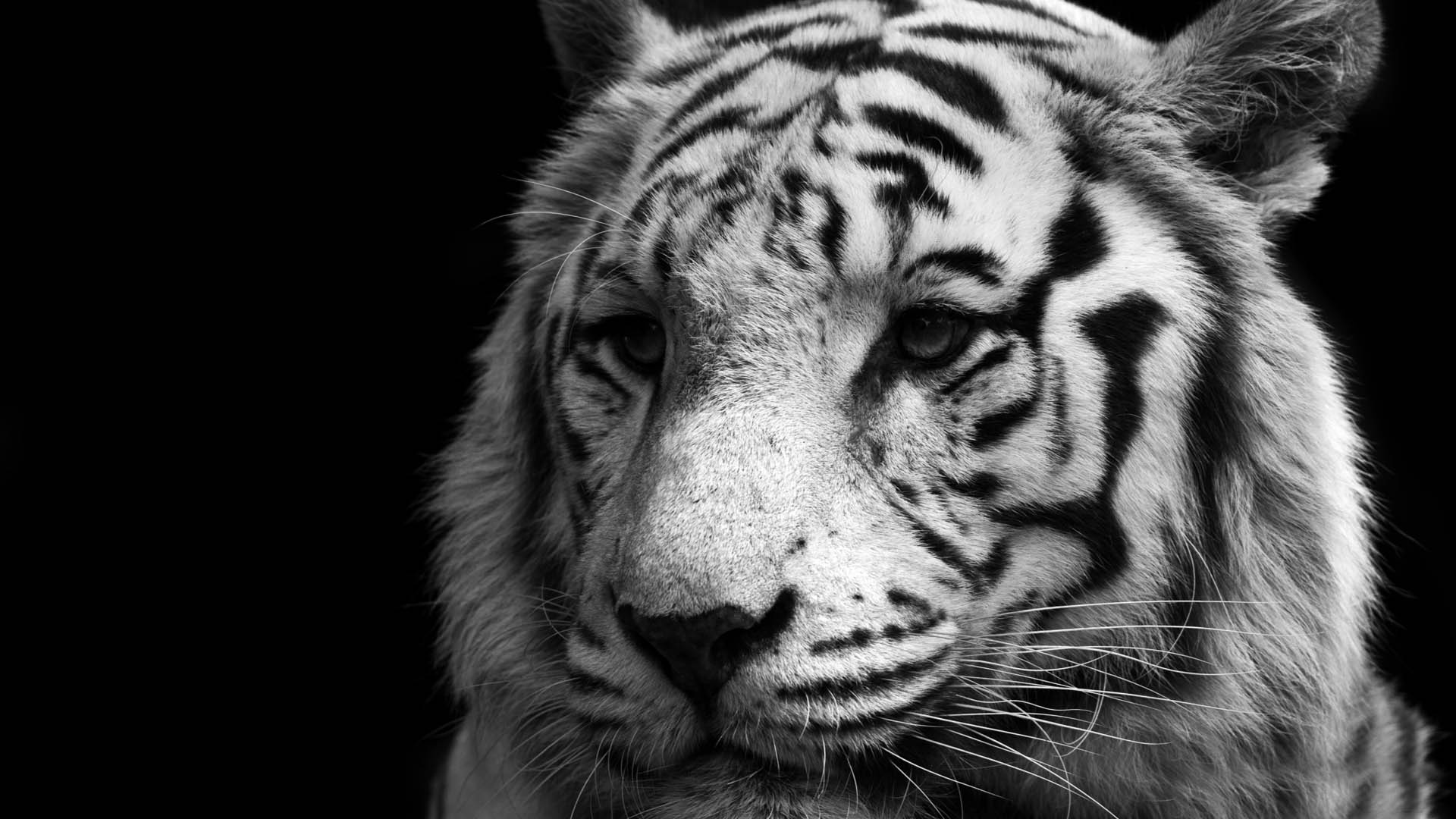 Black Tiger Pictures  Download Free Images on Unsplash