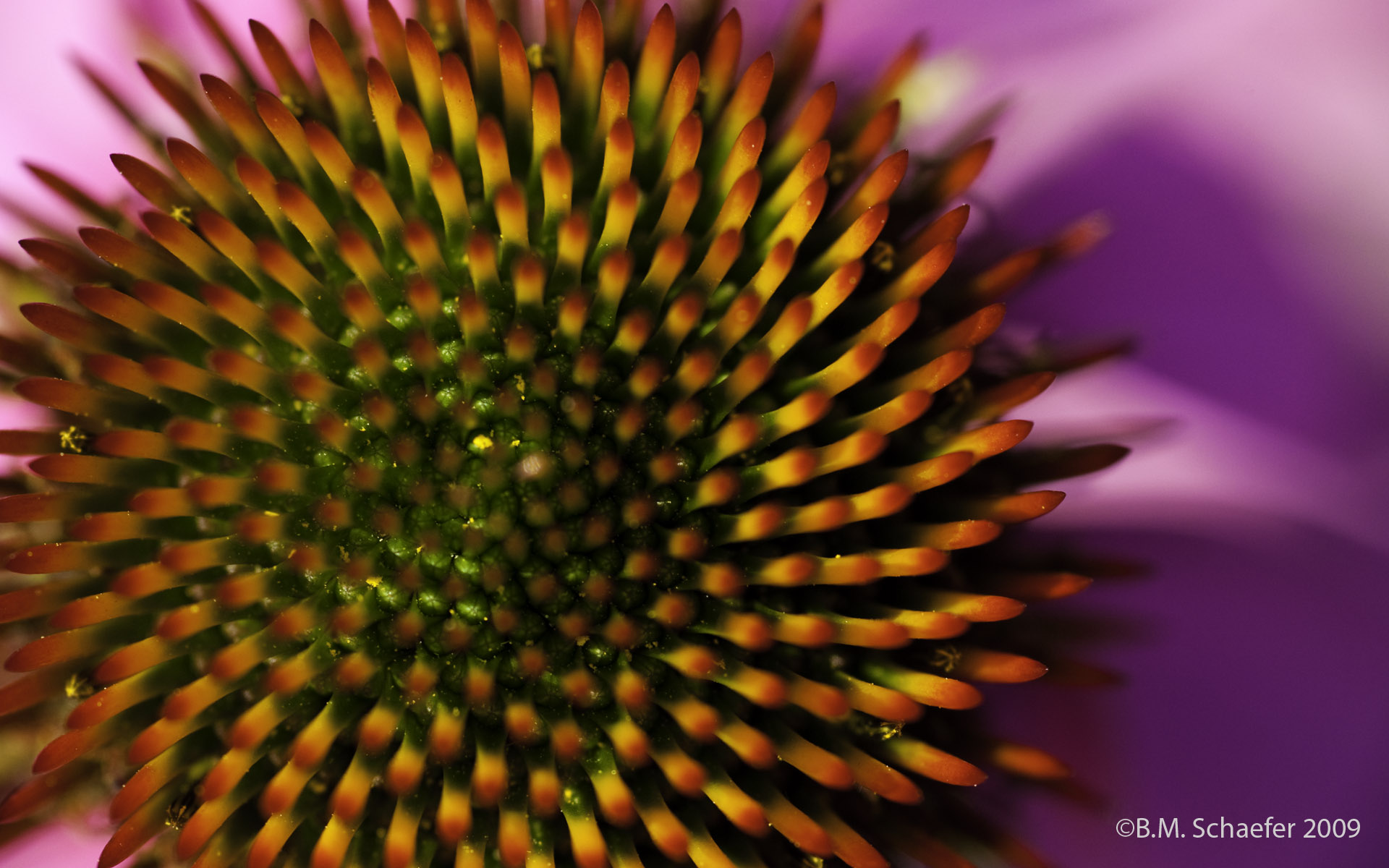 fibonacci sequence visualized in nature