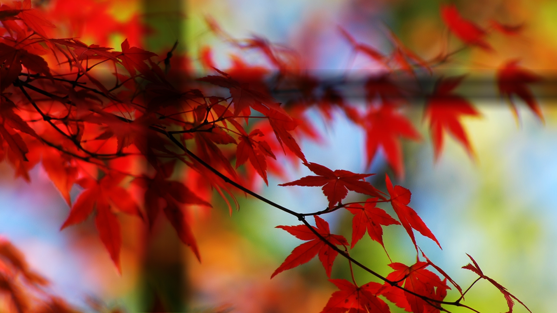 Red Nature HD wallpaper