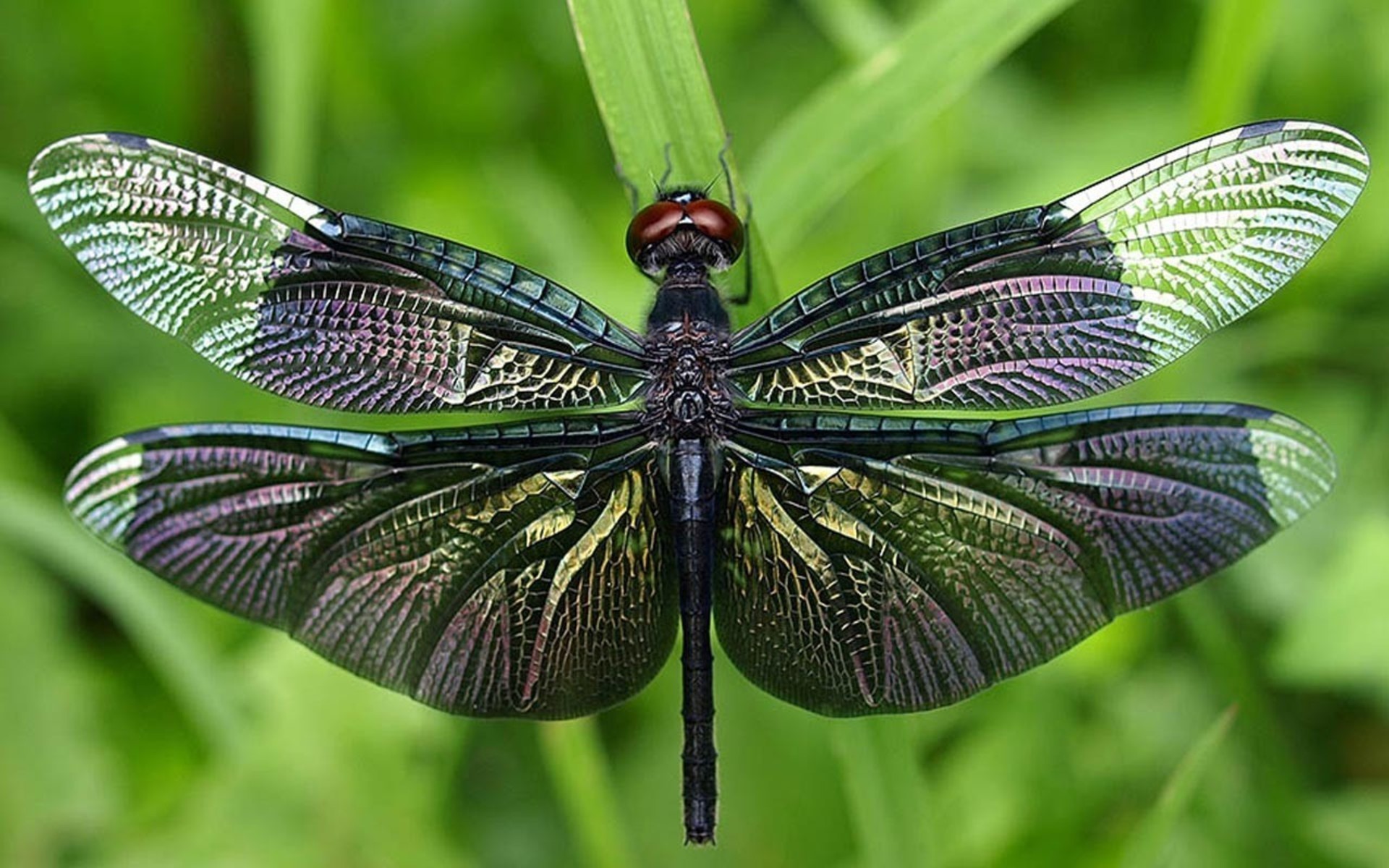 Beautiful Dragonfly HD wallpaper