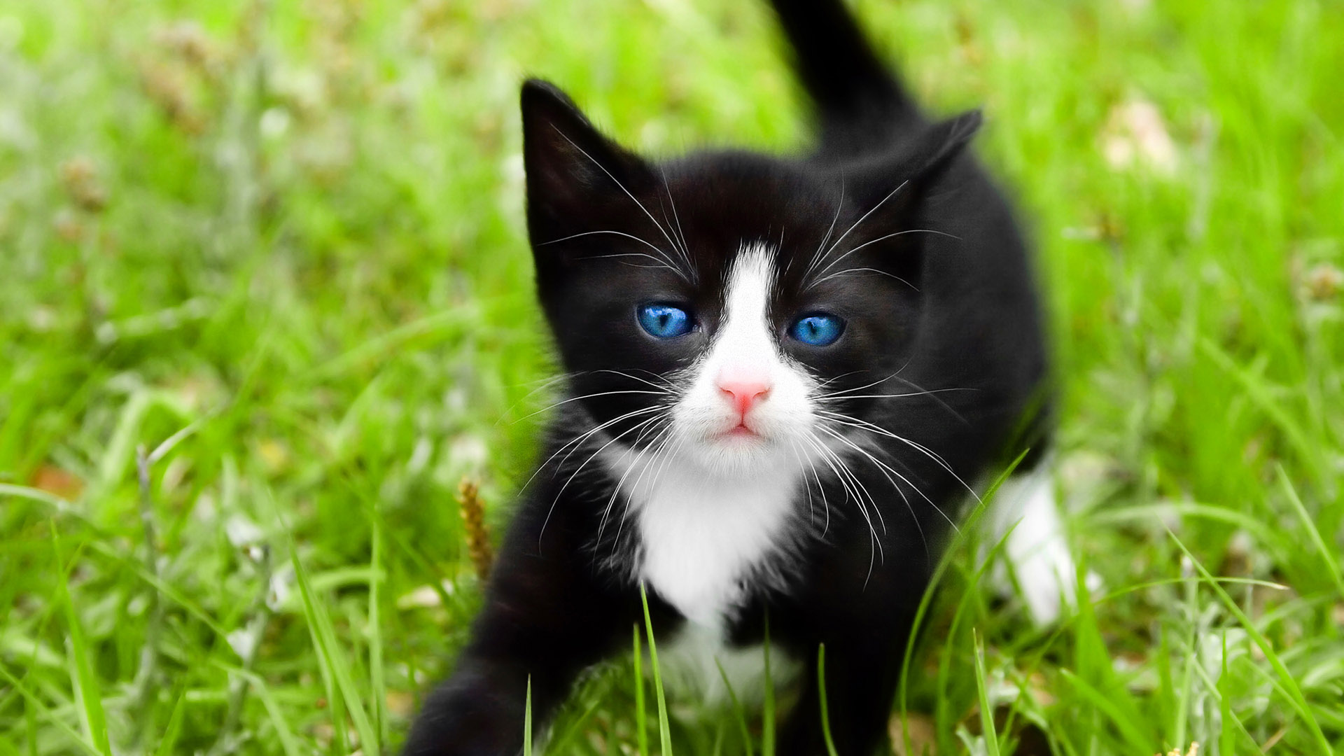 Black Cats With Blue Eyes HD wallpaper