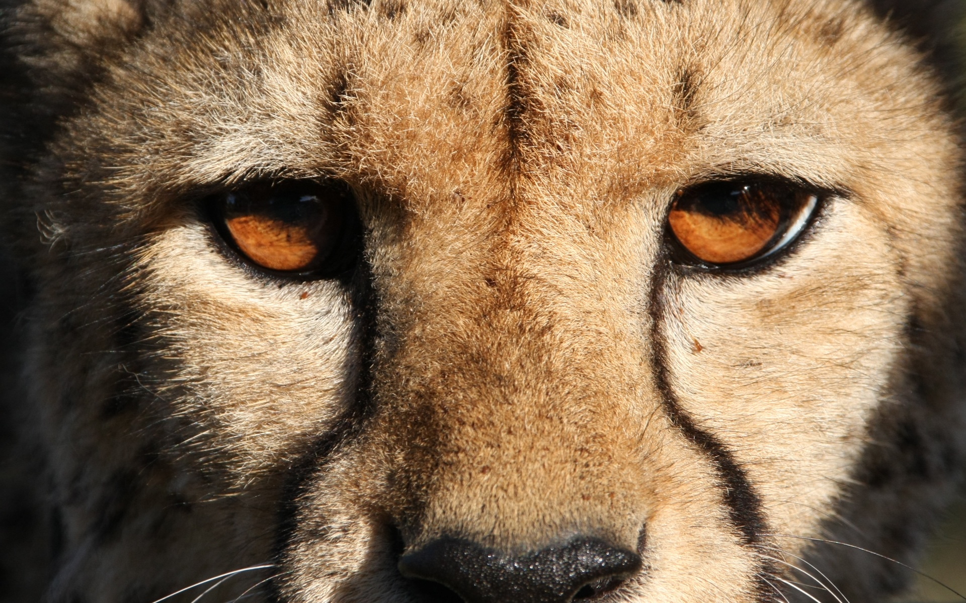 Cheetah Eyes HD wallpaper