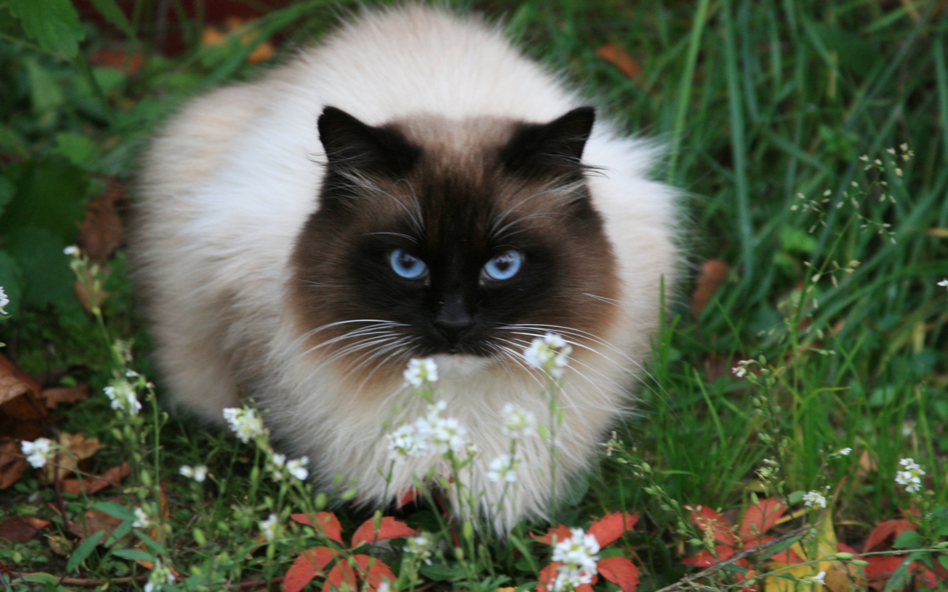 Cute Blue Eyes Cat HD wallpaper