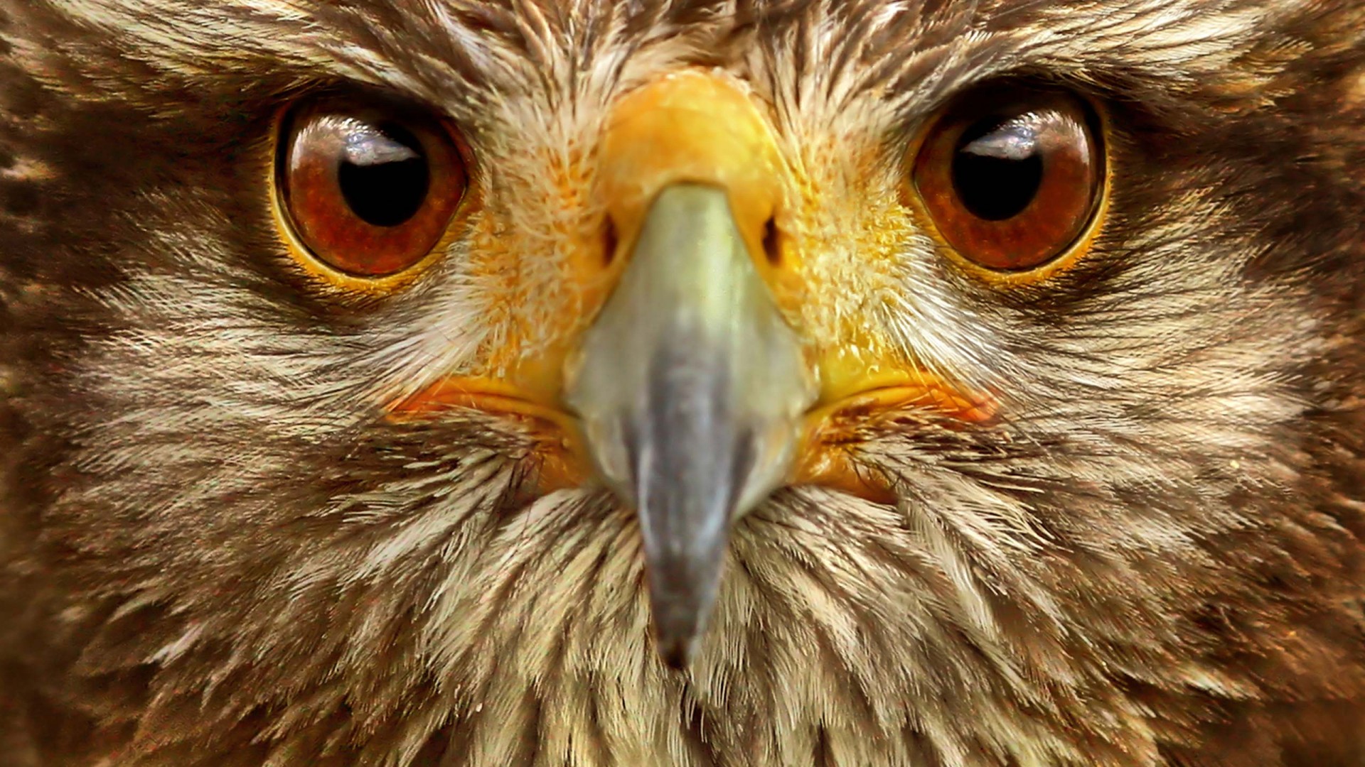 Owl Eyes HD wallpaper