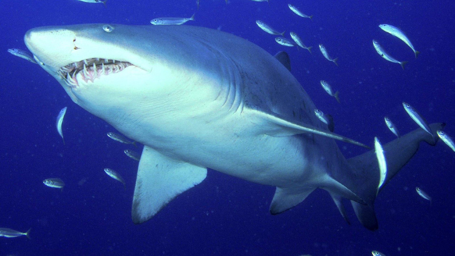 sand tiger shark documentary torrent