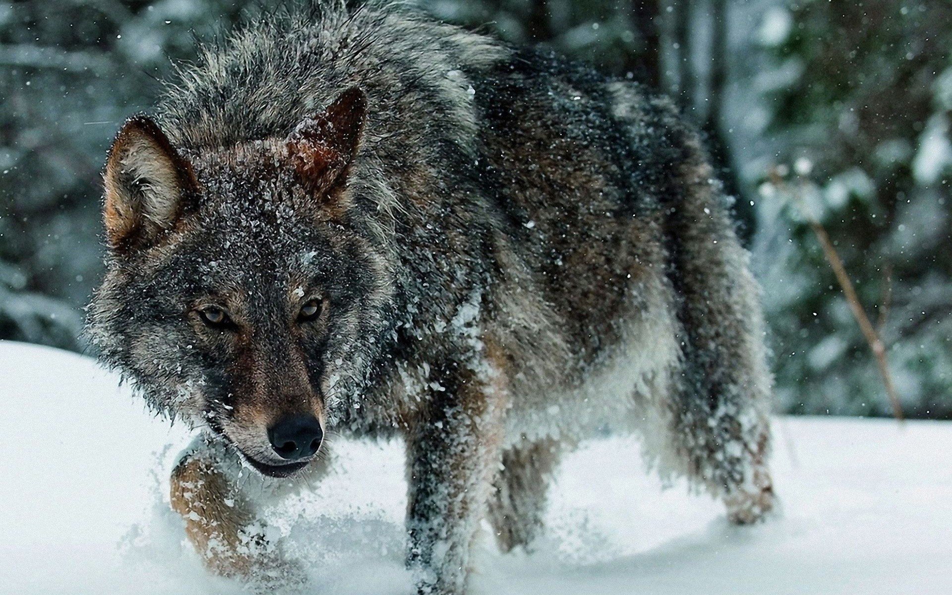 Wolf Snow Wallpaper Hd
