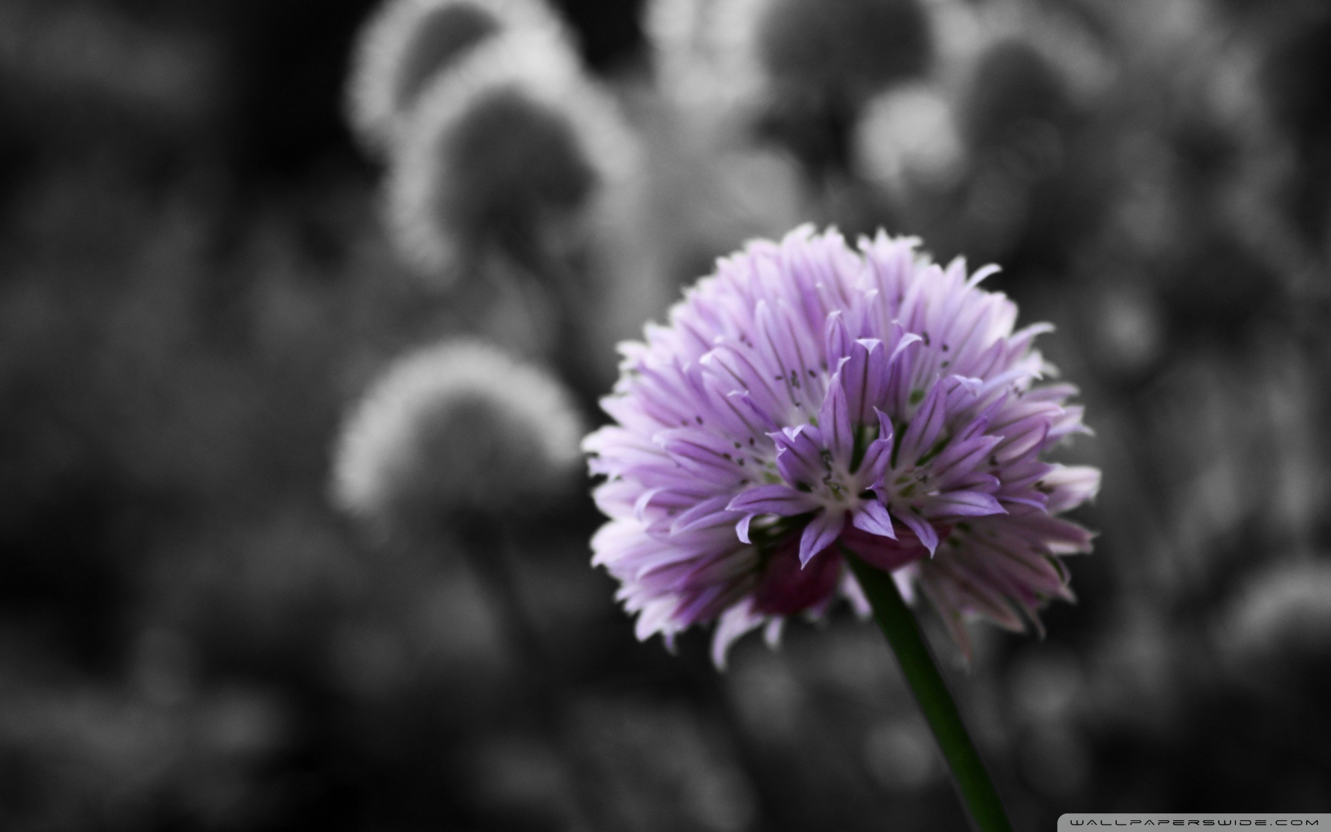 Black And White Flowers 6435 HD wallpaper