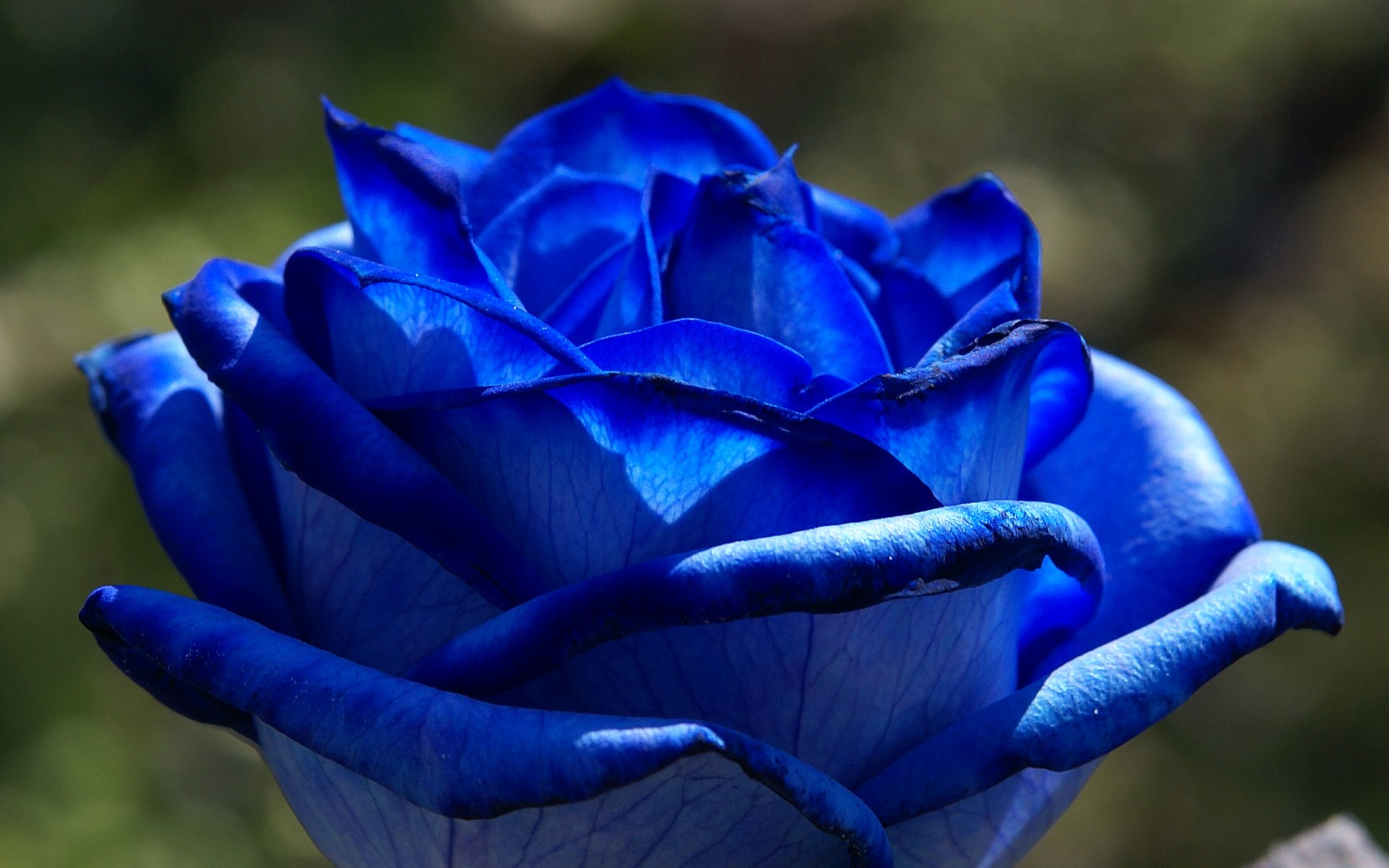 10 Blue Rose HD Wallpapers and Backgrounds