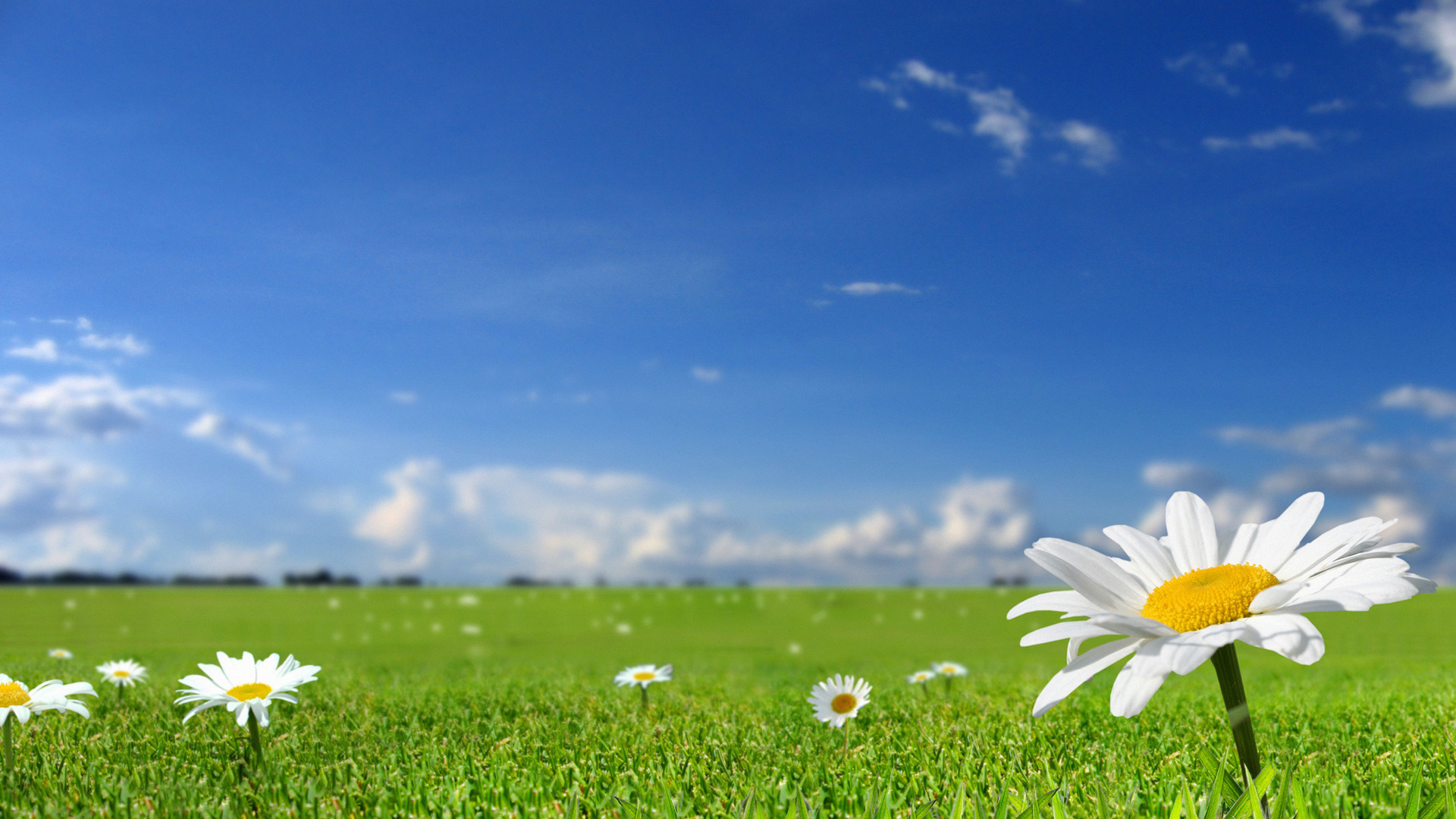 Beautiful White Flowers in Fields With Blue Sky Background HD wallpaper