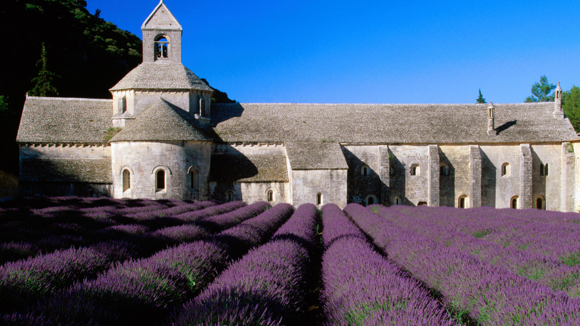Day Dreaming Lavender Field 4k HD Artist 4k Wallpapers Images  Backgrounds Photos and Pictures