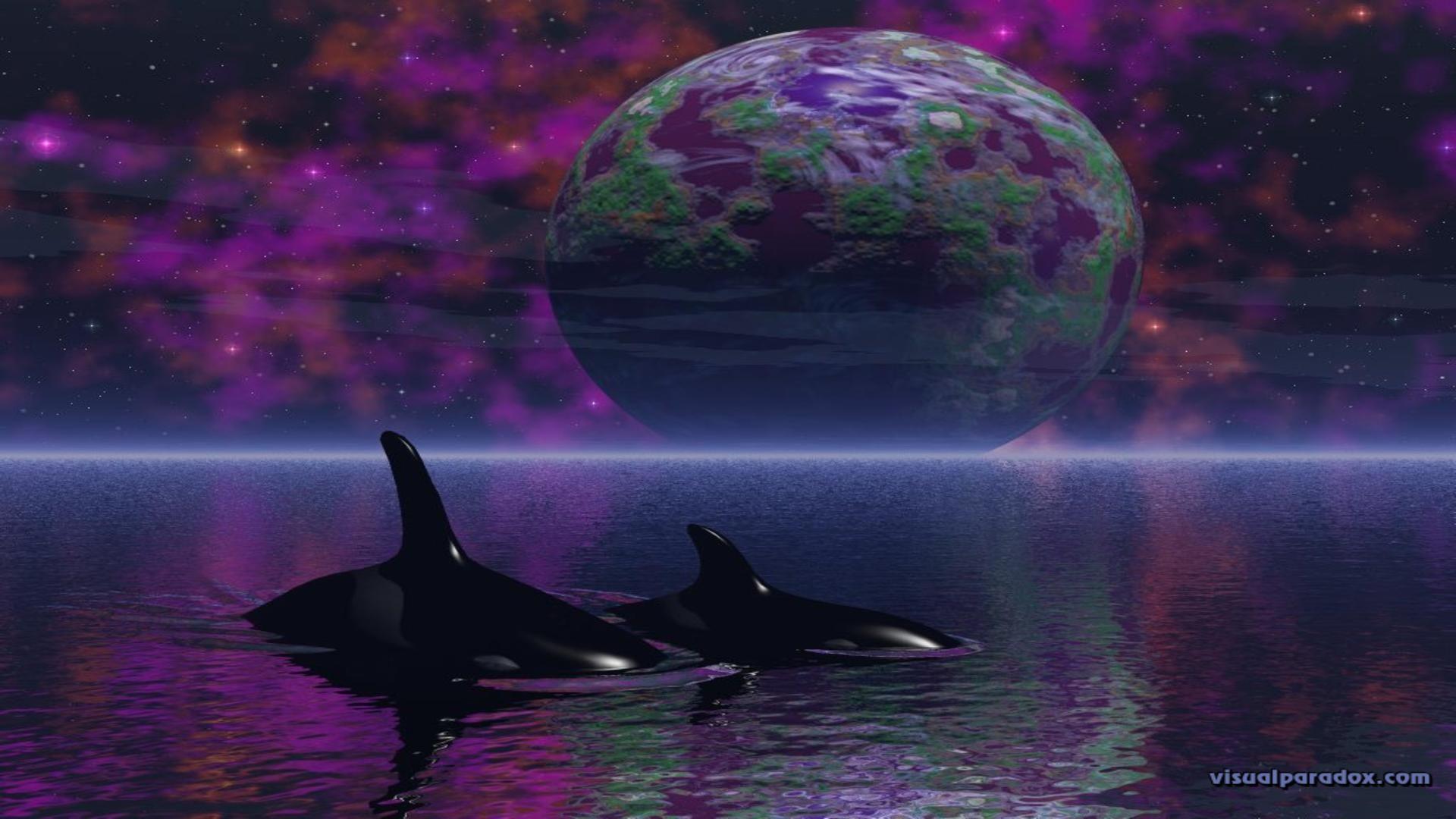 Orcas HD wallpaper
