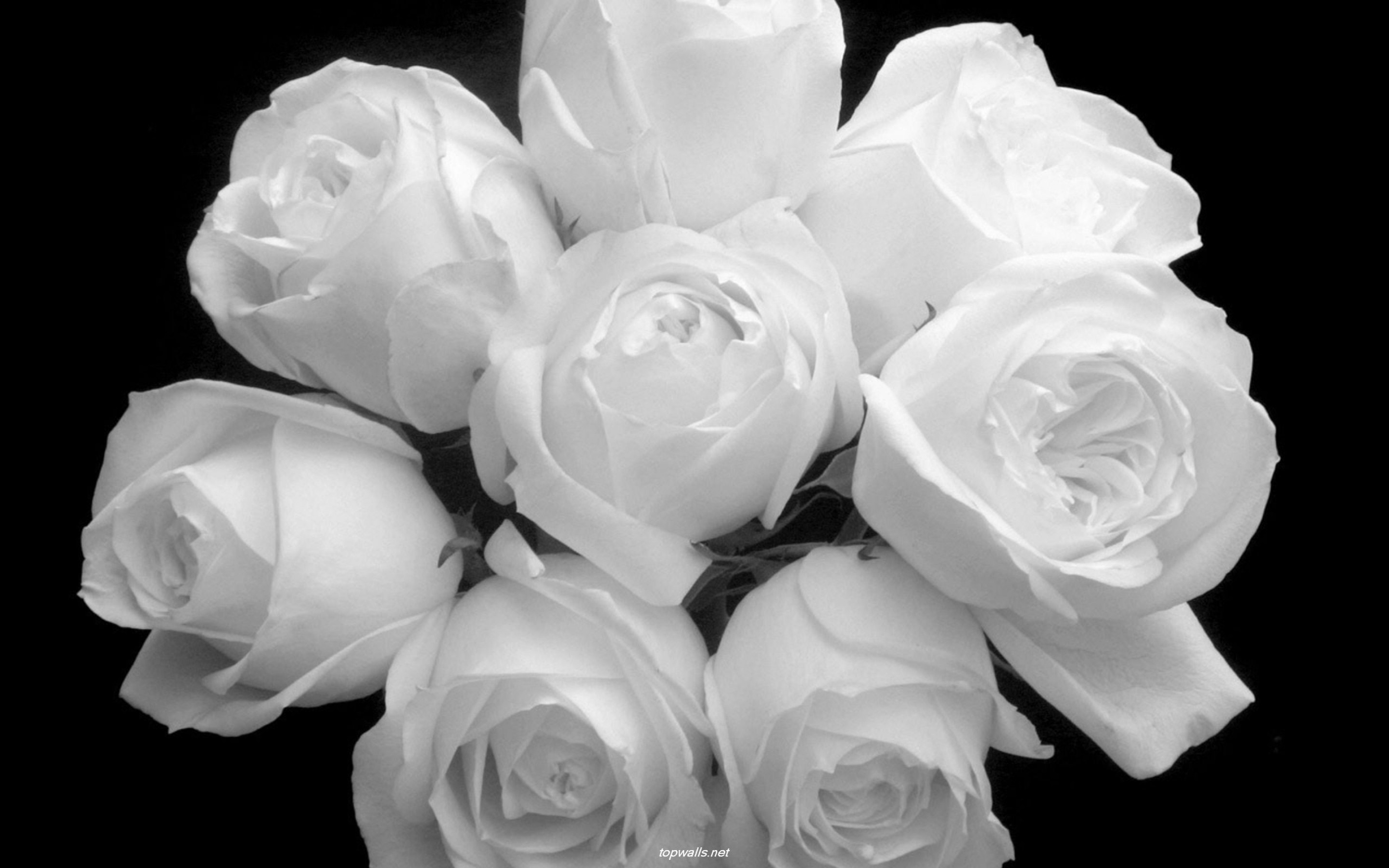 Белые розы оттенки. Белые розы. Красивые белые розы. Красивые белые цветы.