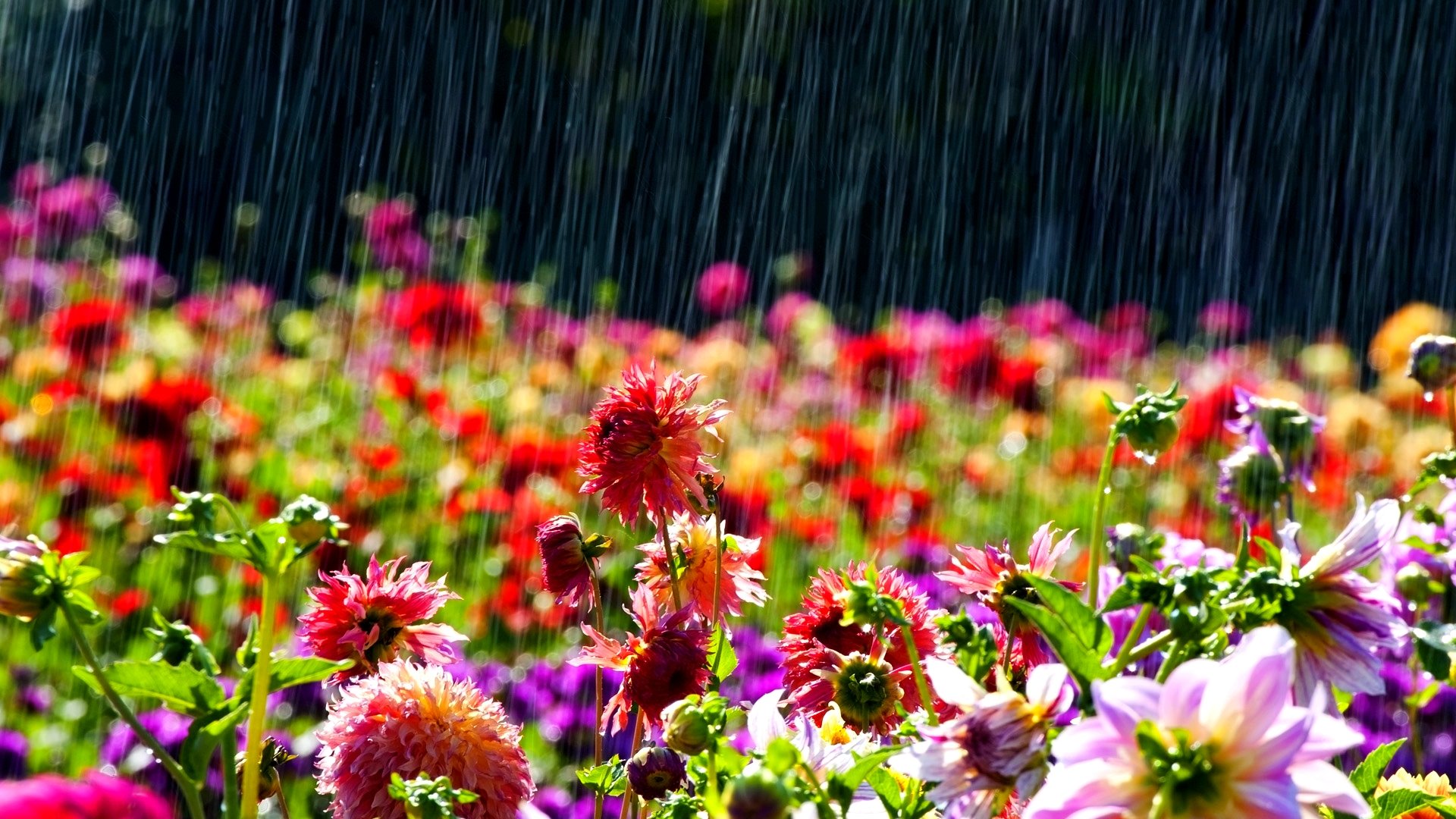 Rain on Beautiful Flowers HD wallpaper