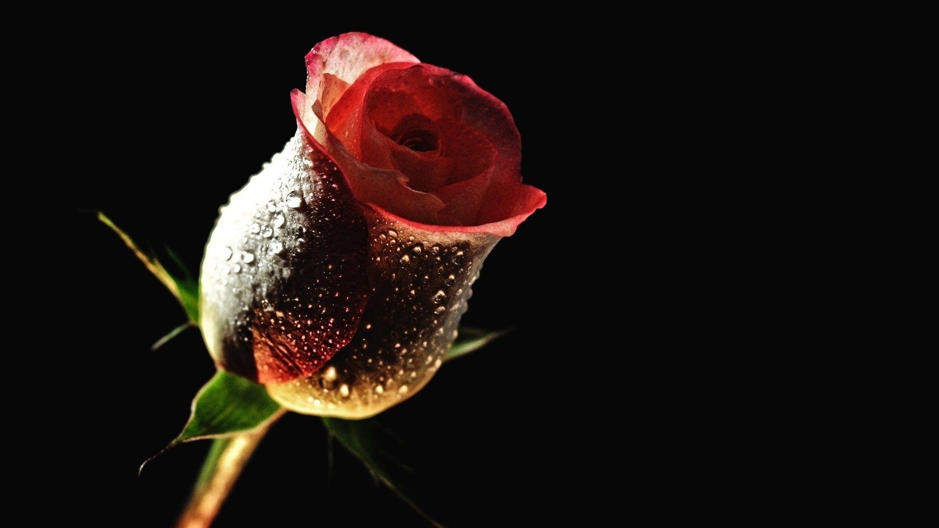 Download Rose Flower Background HD wallpaper