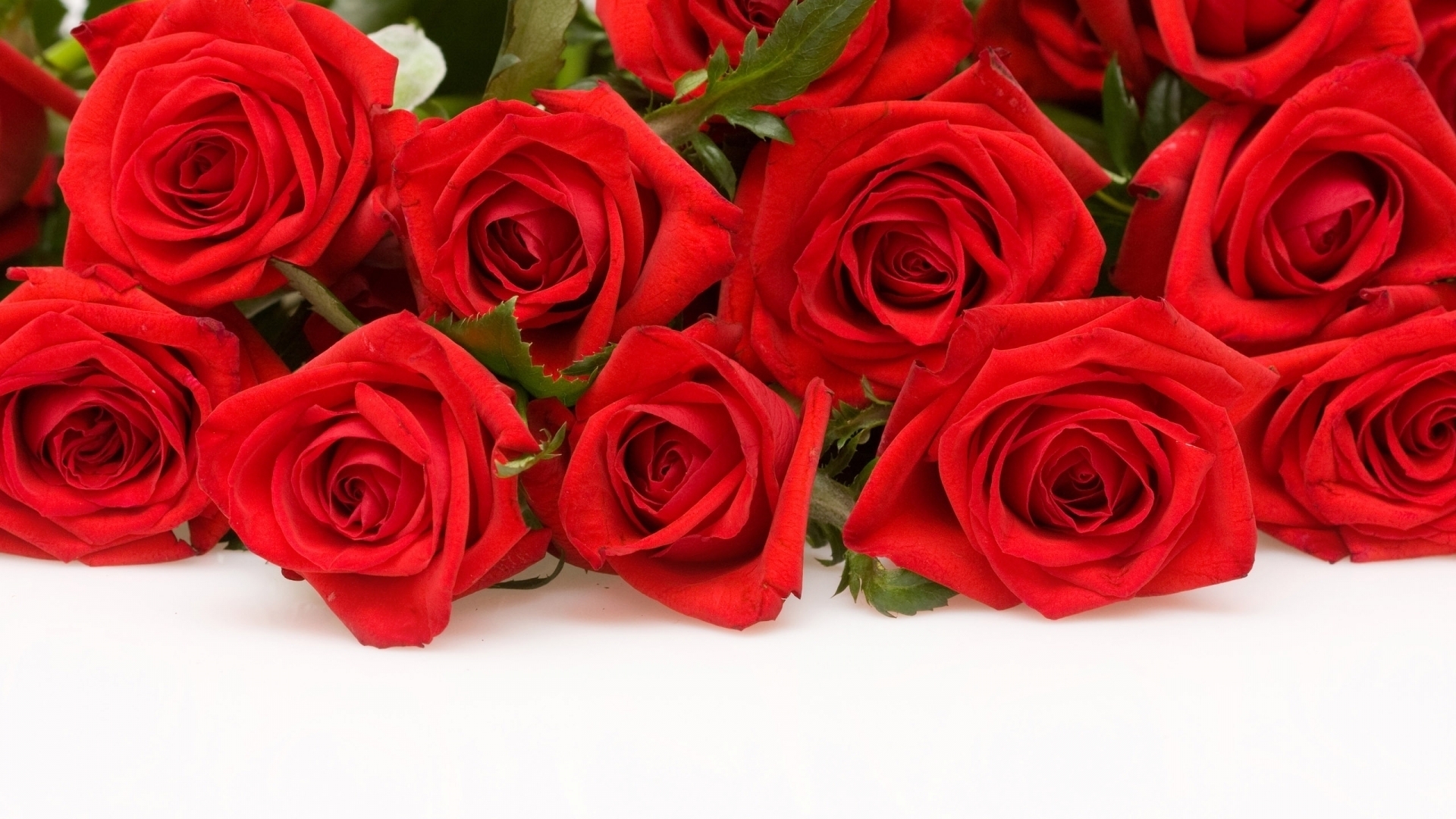 Red Roses HD Flowers HD Widescreen S wallpaper