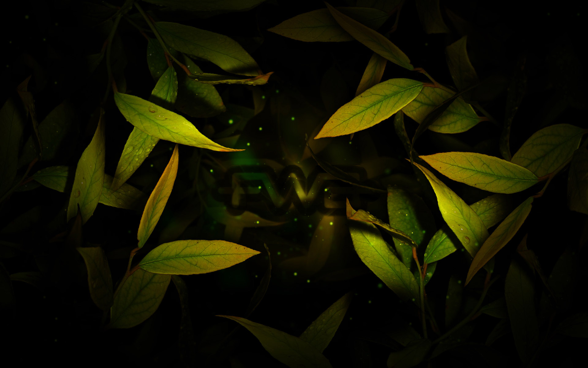 Темные водоросли. Растения на темном фоне. Листья на темном фоне. Зеленые растения на черном фоне. Темно зеленые листья.