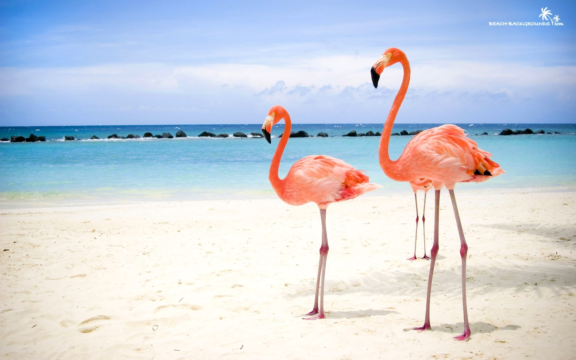 Flamingo Bird HD wallpaper