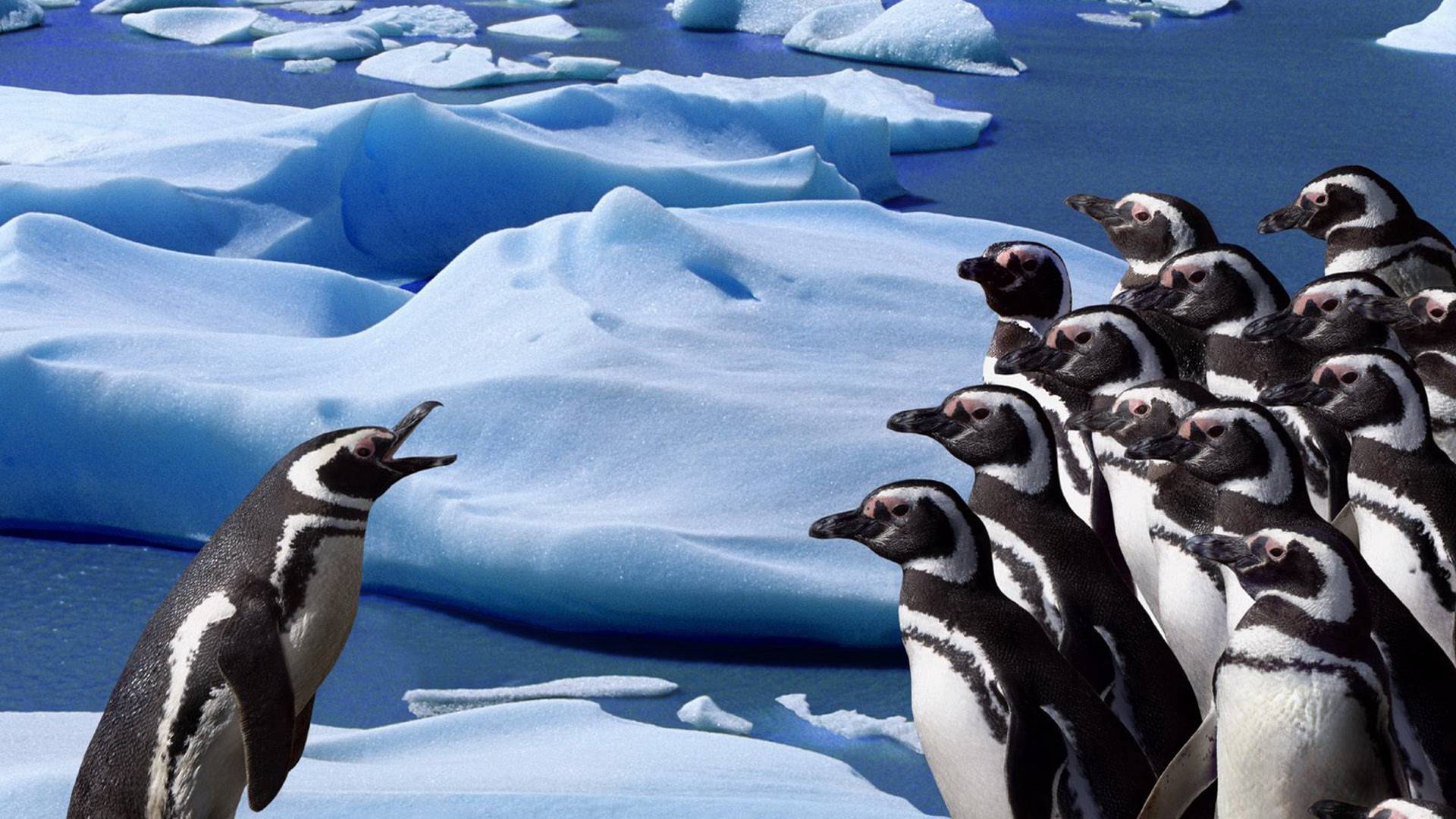 Cute Penguins HD wallpaper