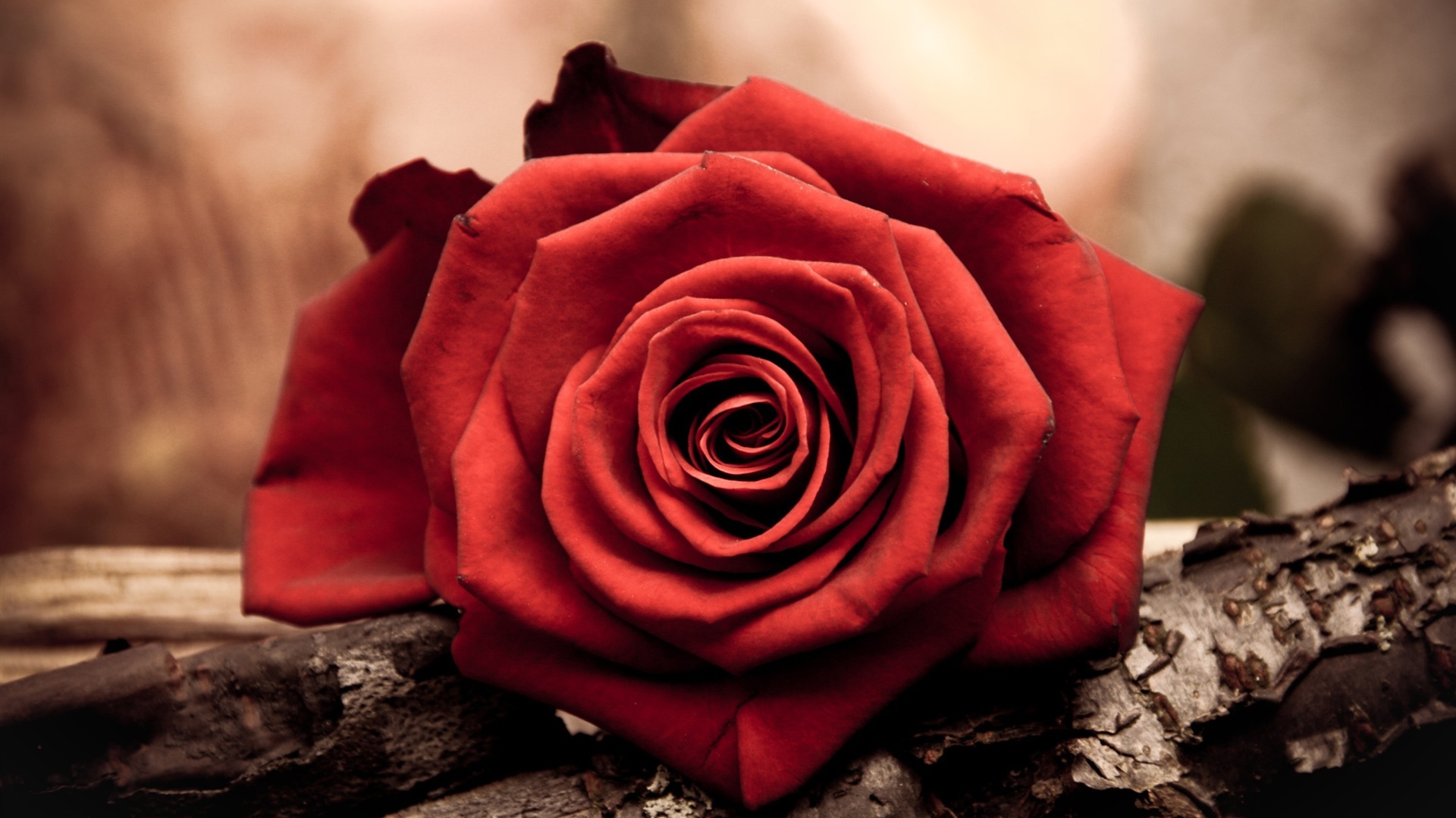 Red Roses 4k Background Wallpaperss Free Hd Most Beautiful