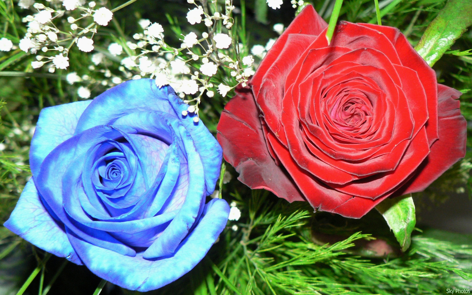 Red And Blue Roses HD wallpaper