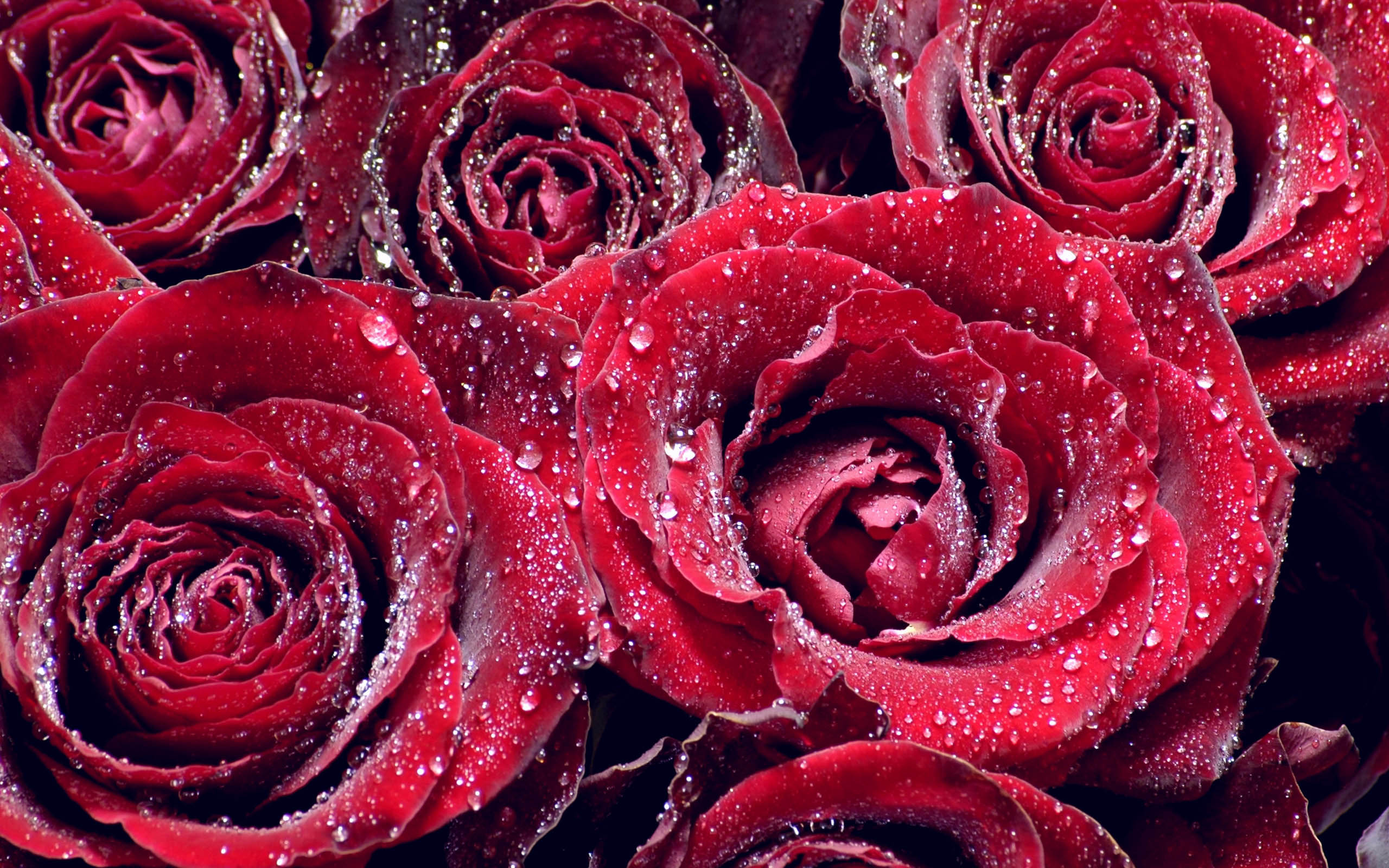 WET ROSE water drop rose flower dew blue HD wallpaper  Peakpx
