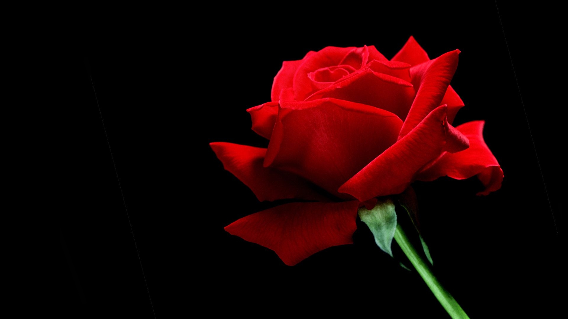 Single Red Rose HD wallpaper