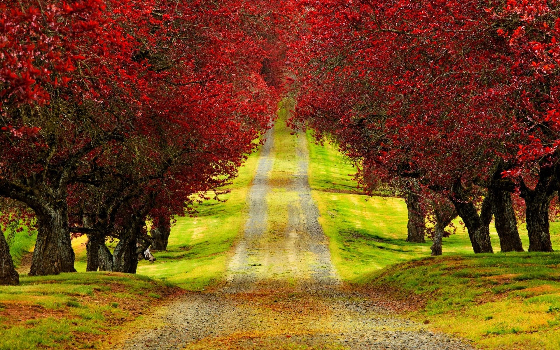 Anime Red Trees Wallpapers  Wallpaper Cave
