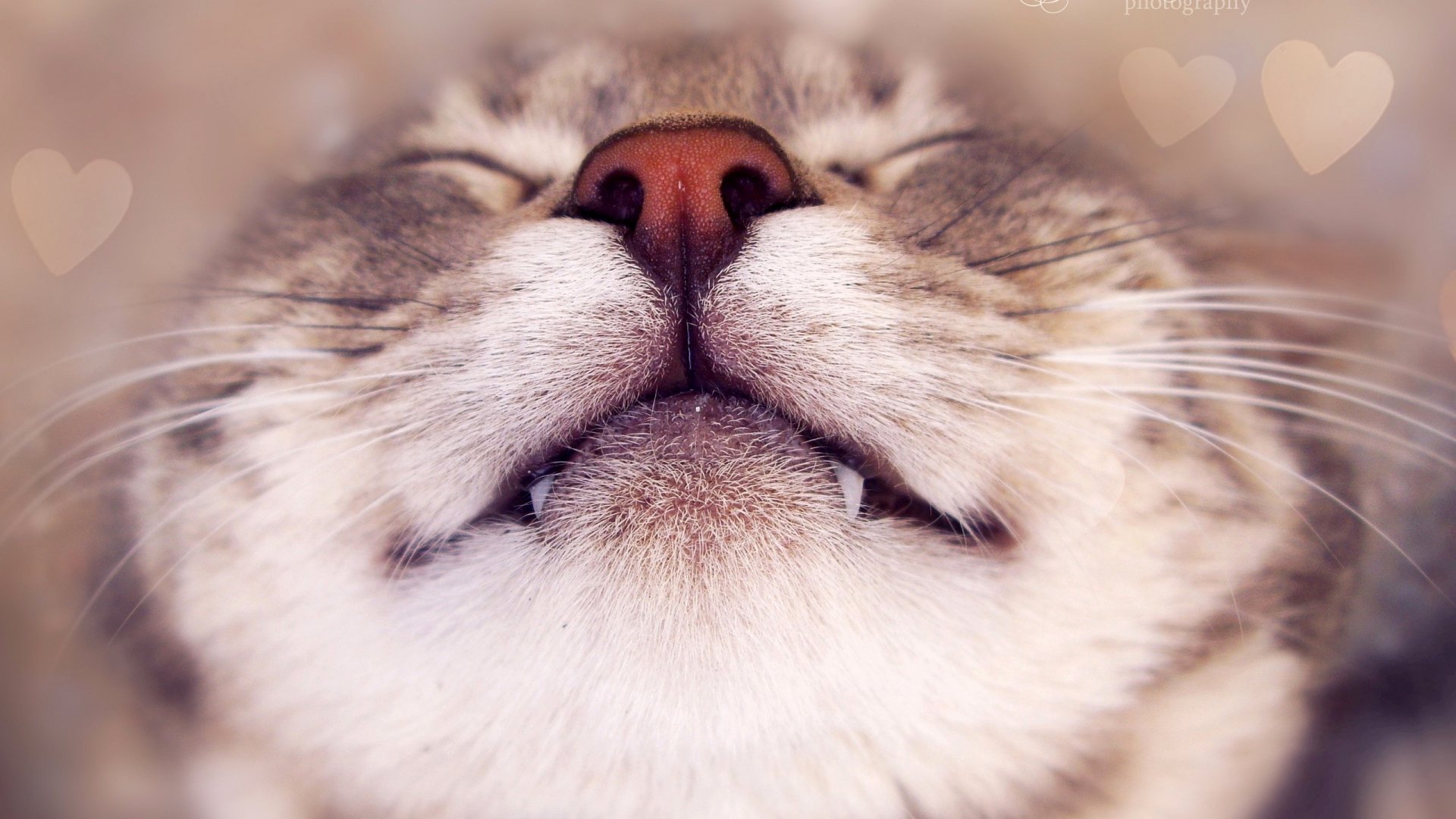 Cat Face Happy HD wallpaper