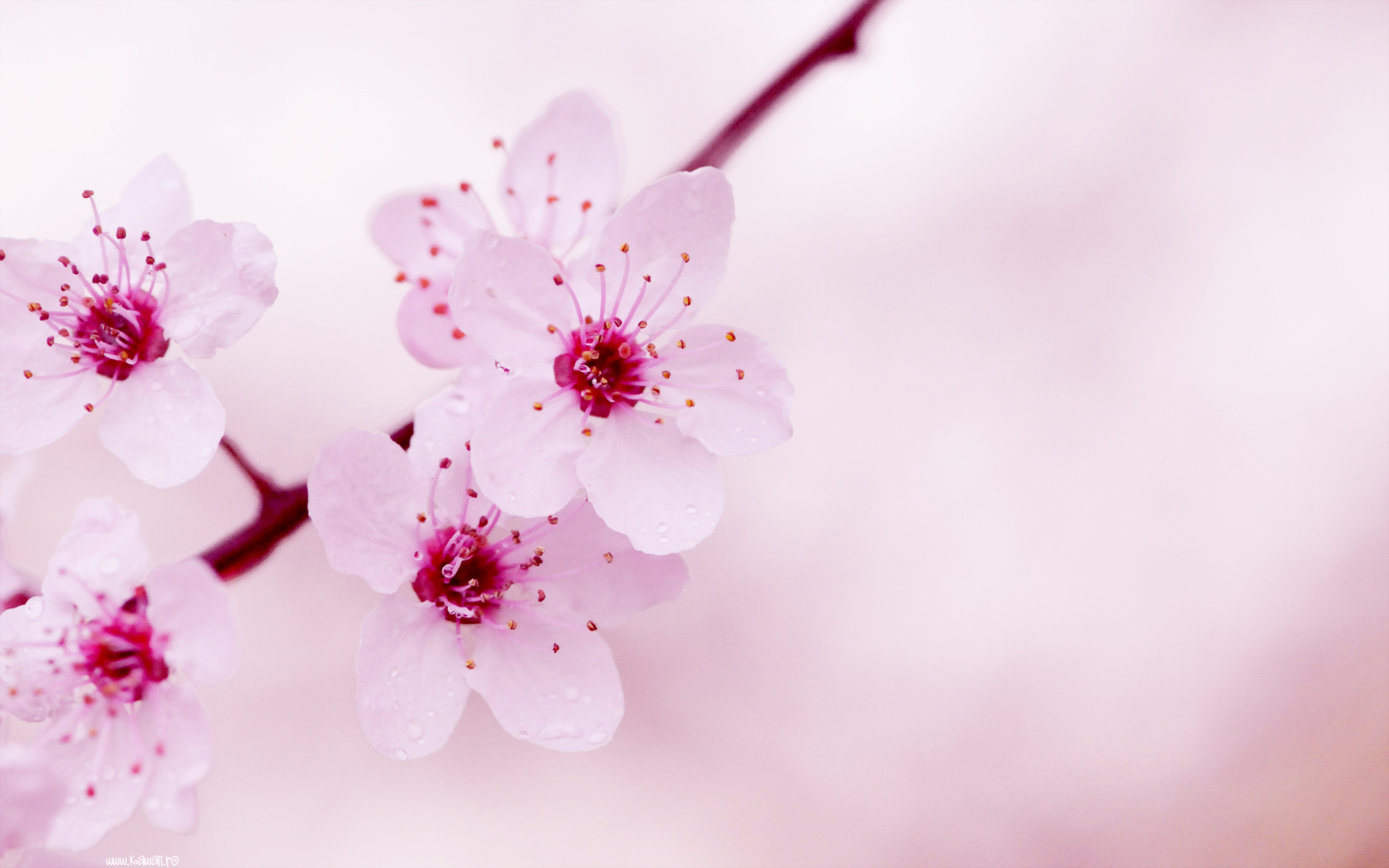 Pink Coloured Flowers HD wallpaper