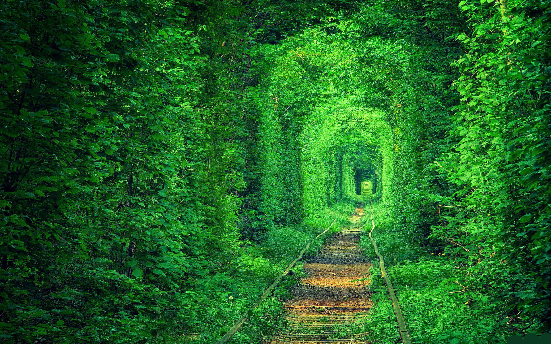 Tunnel Of Love Ukraine Hd Wallpaper Images, Photos, Reviews