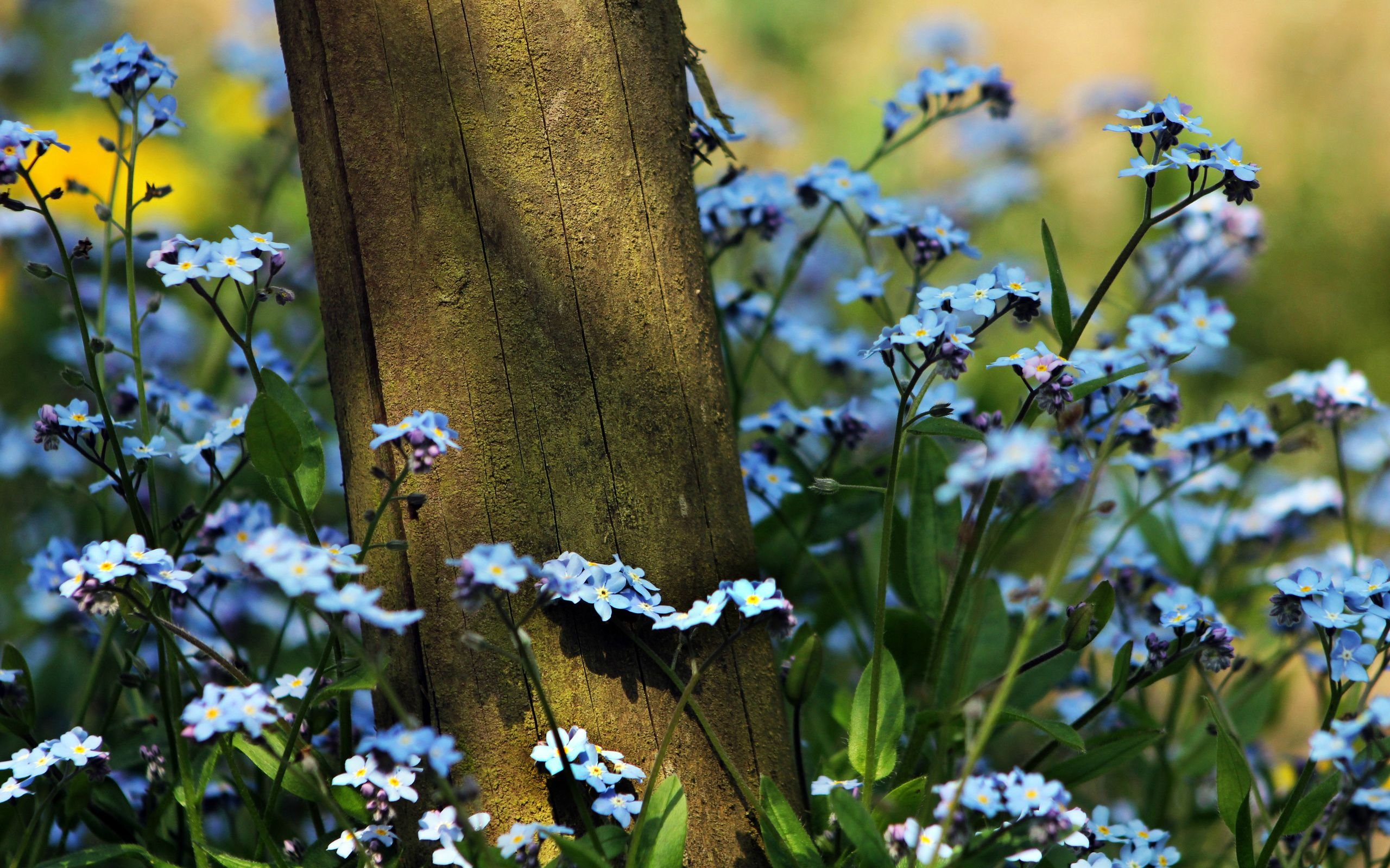 Forget me flowers 2 iPhone Wallpapers Free Download