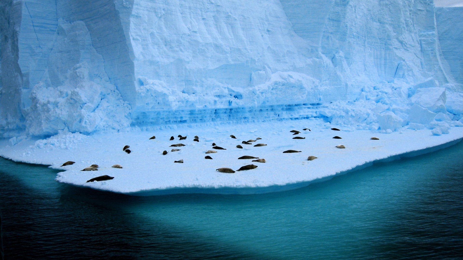Penguins in Antarctica HD wallpaper