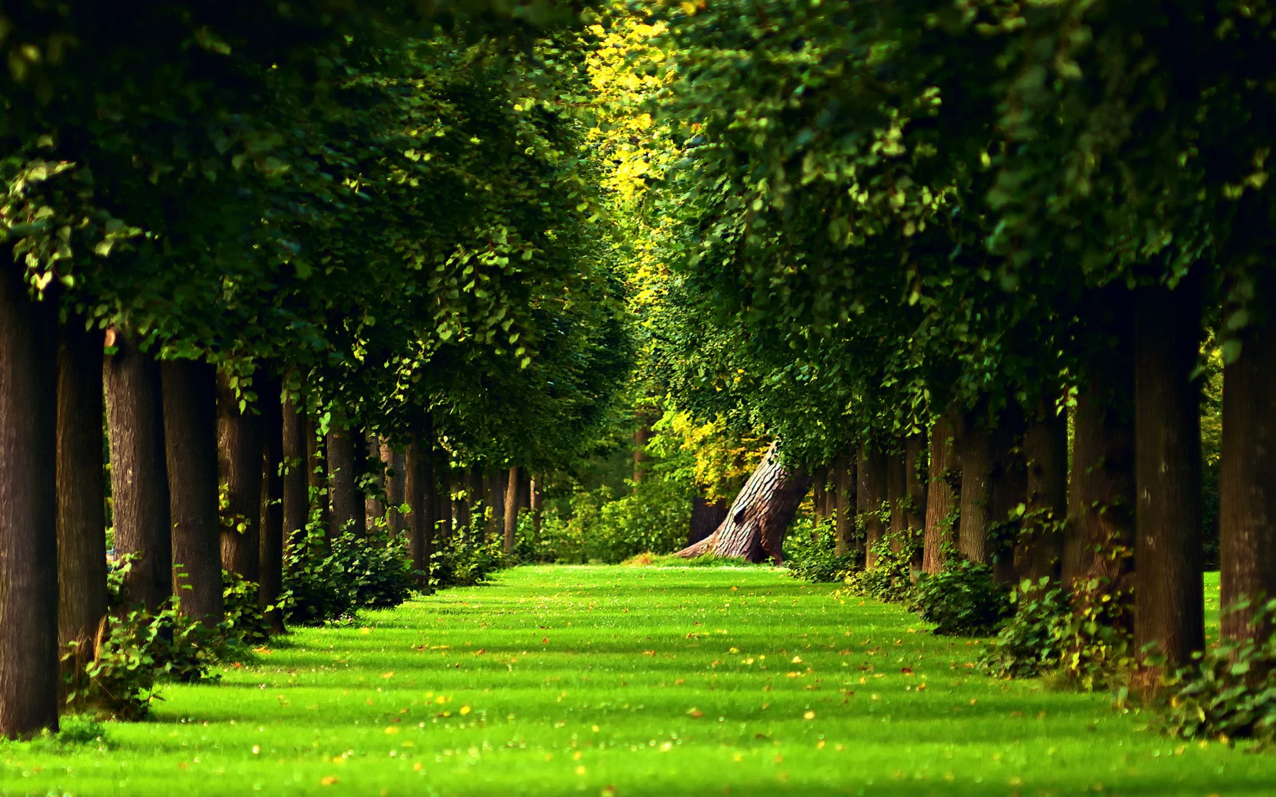 Green Forest wallpaper by Samantha80  Download on ZEDGE  5a3d