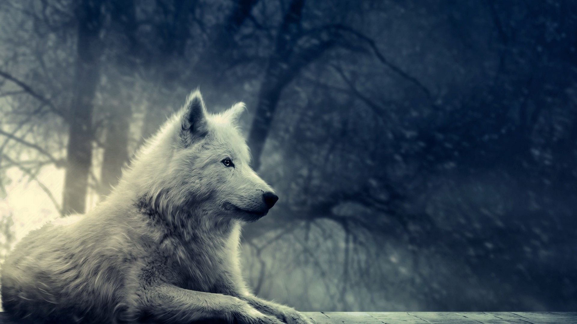 Fantasy Wolf Wallpapers  Top Free Fantasy Wolf Backgrounds   WallpaperAccess